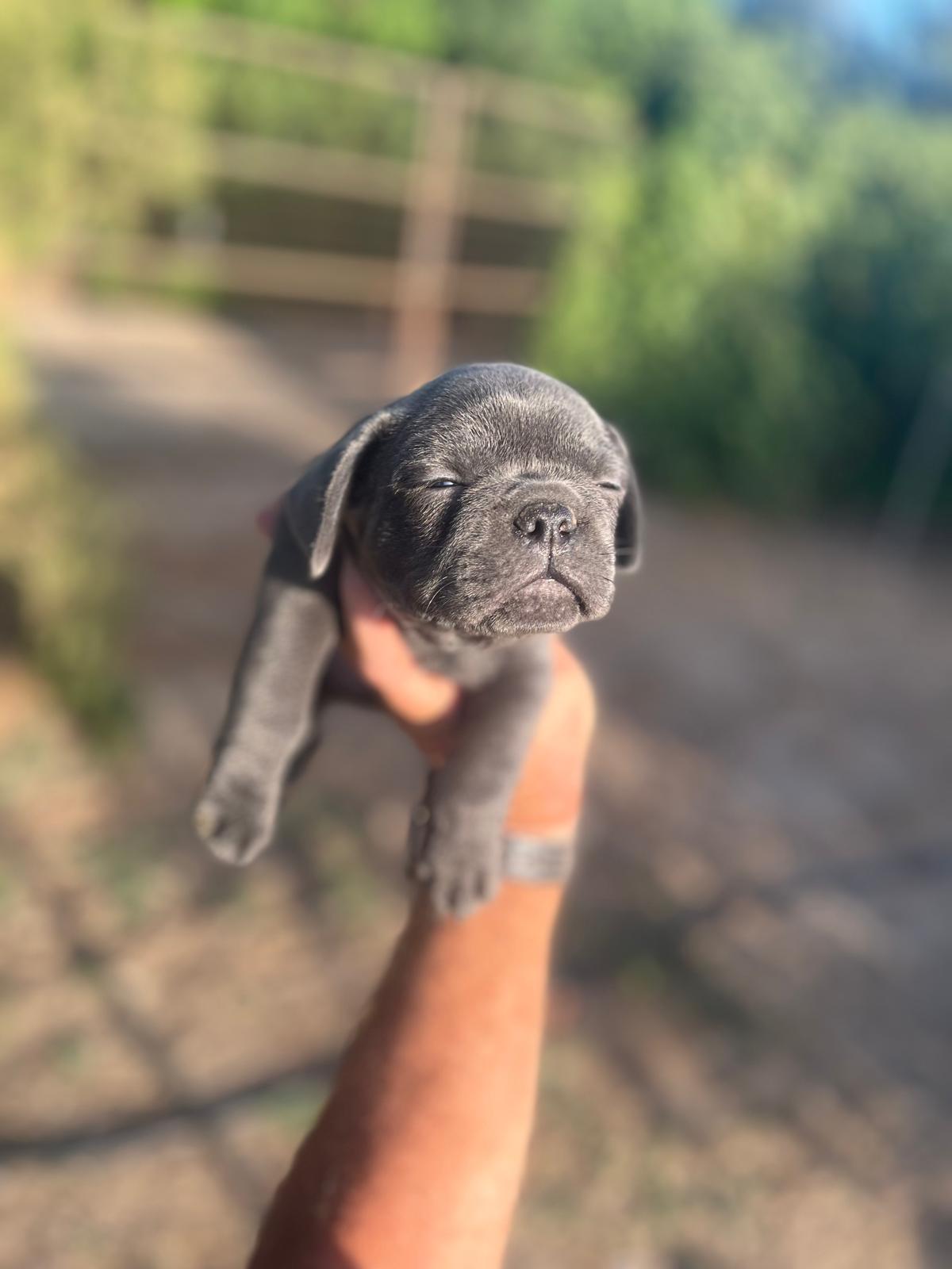 Bulldog francés  9