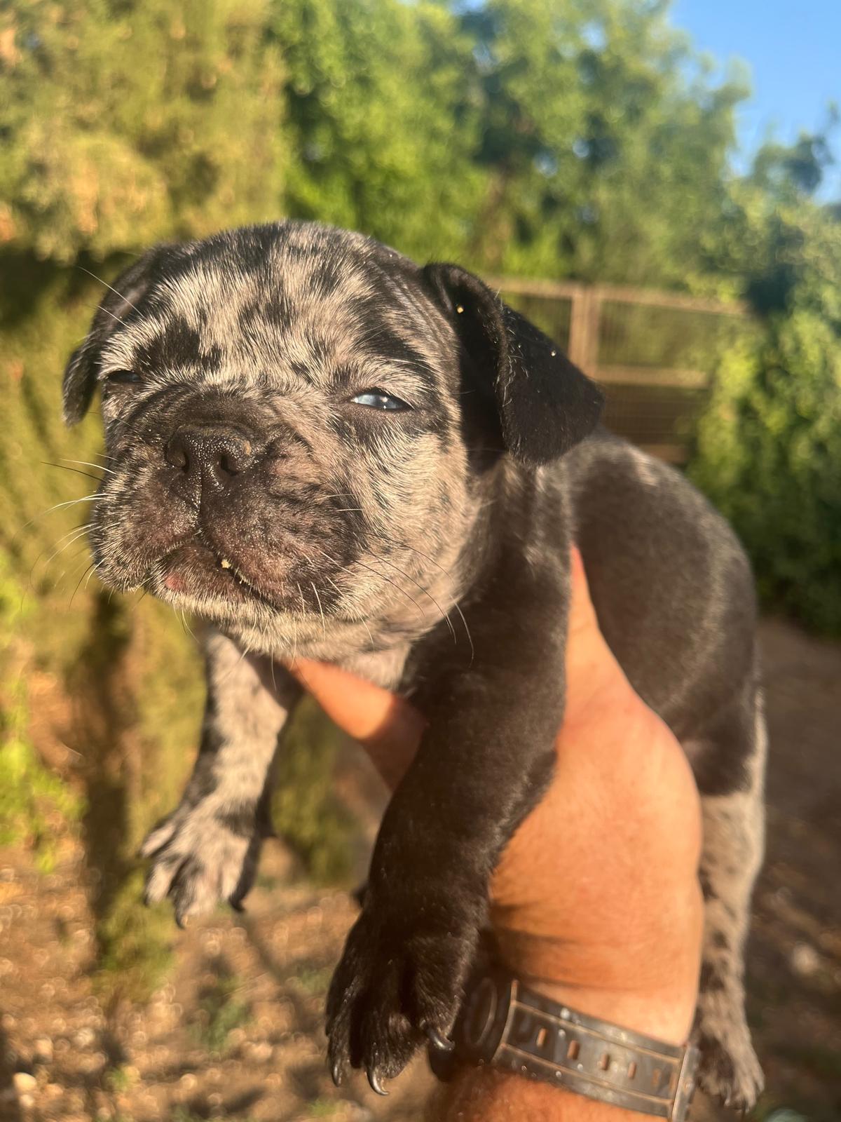 Bulldog frances merle black 2