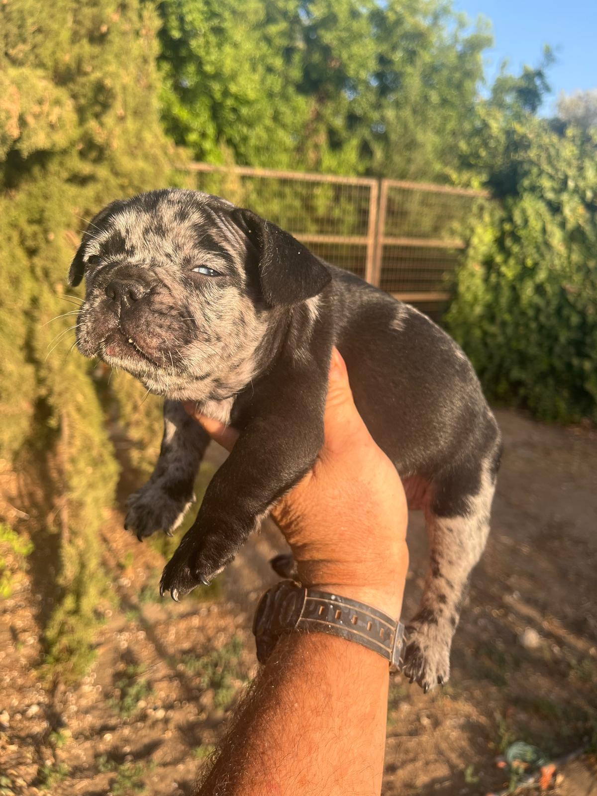 Bulldog frances merle black 3