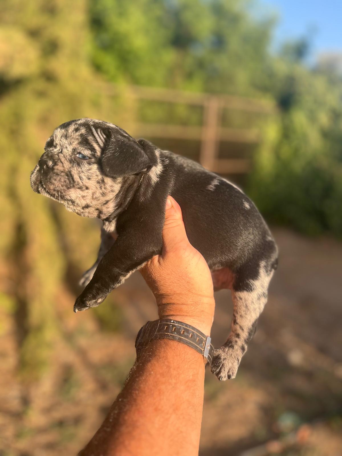 Bulldog frances merle black 4