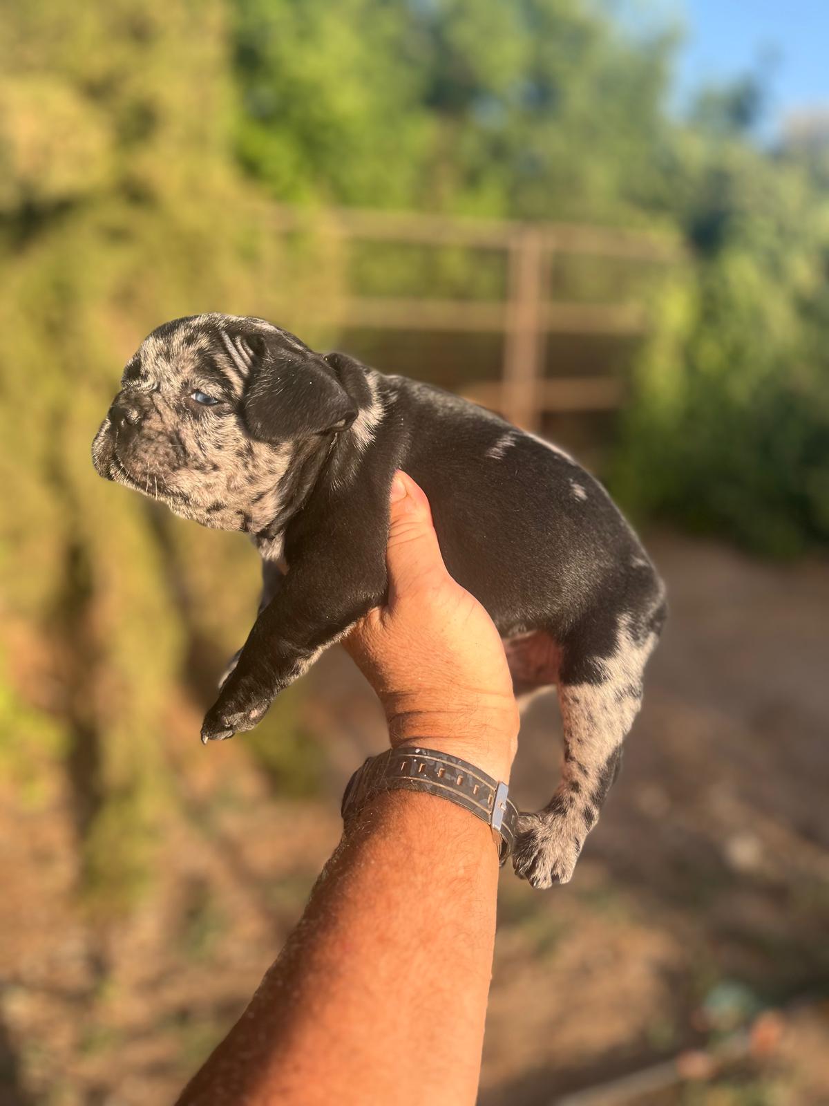 Bulldog frances merle black 5