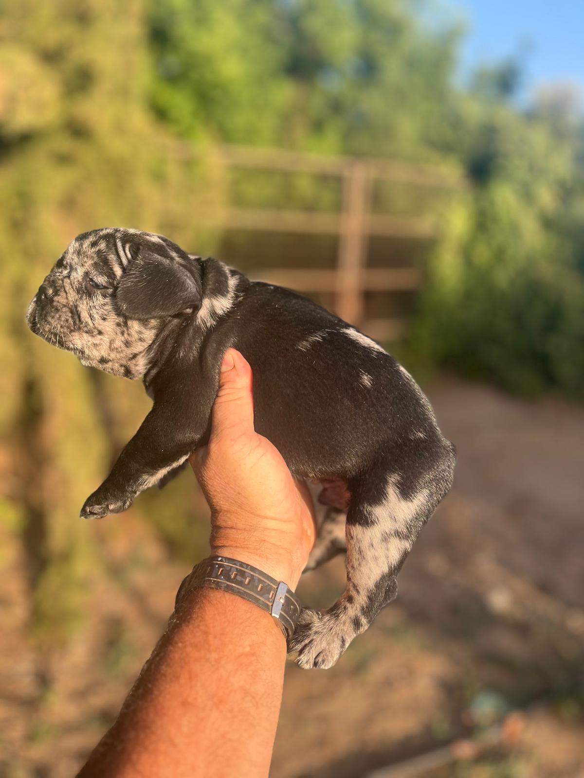 Bulldog frances merle black 6