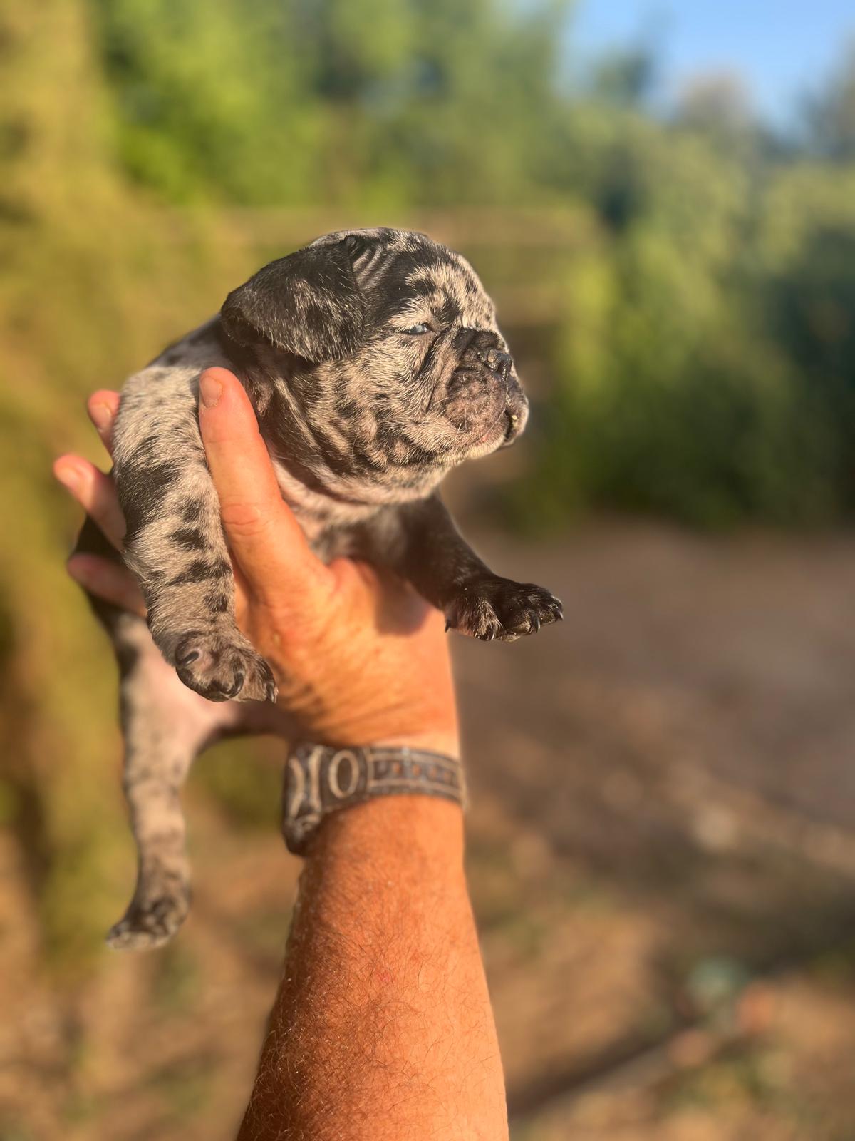 Bulldog frances merle black 7