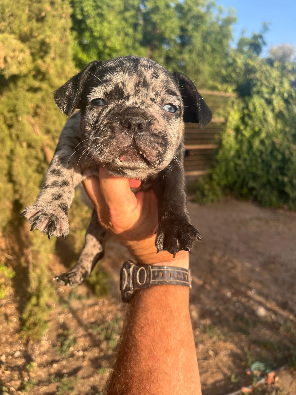 Bulldog frances merle black 8