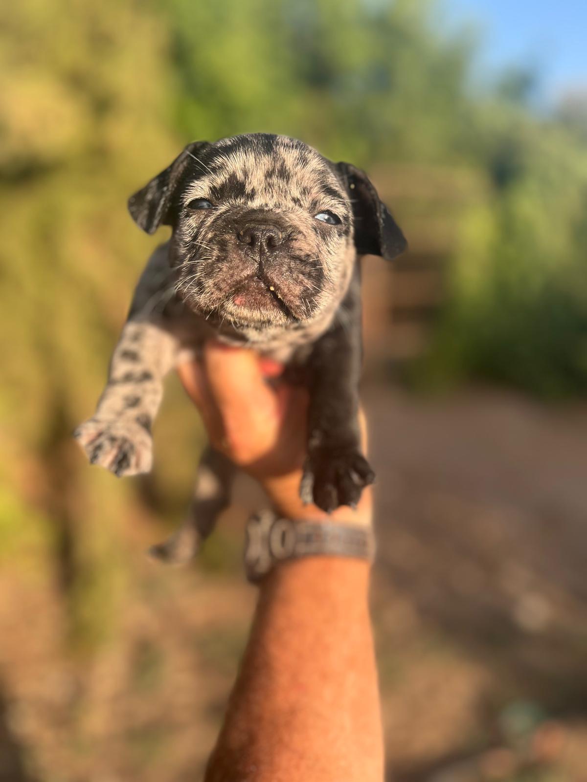 Bulldog frances merle black 9