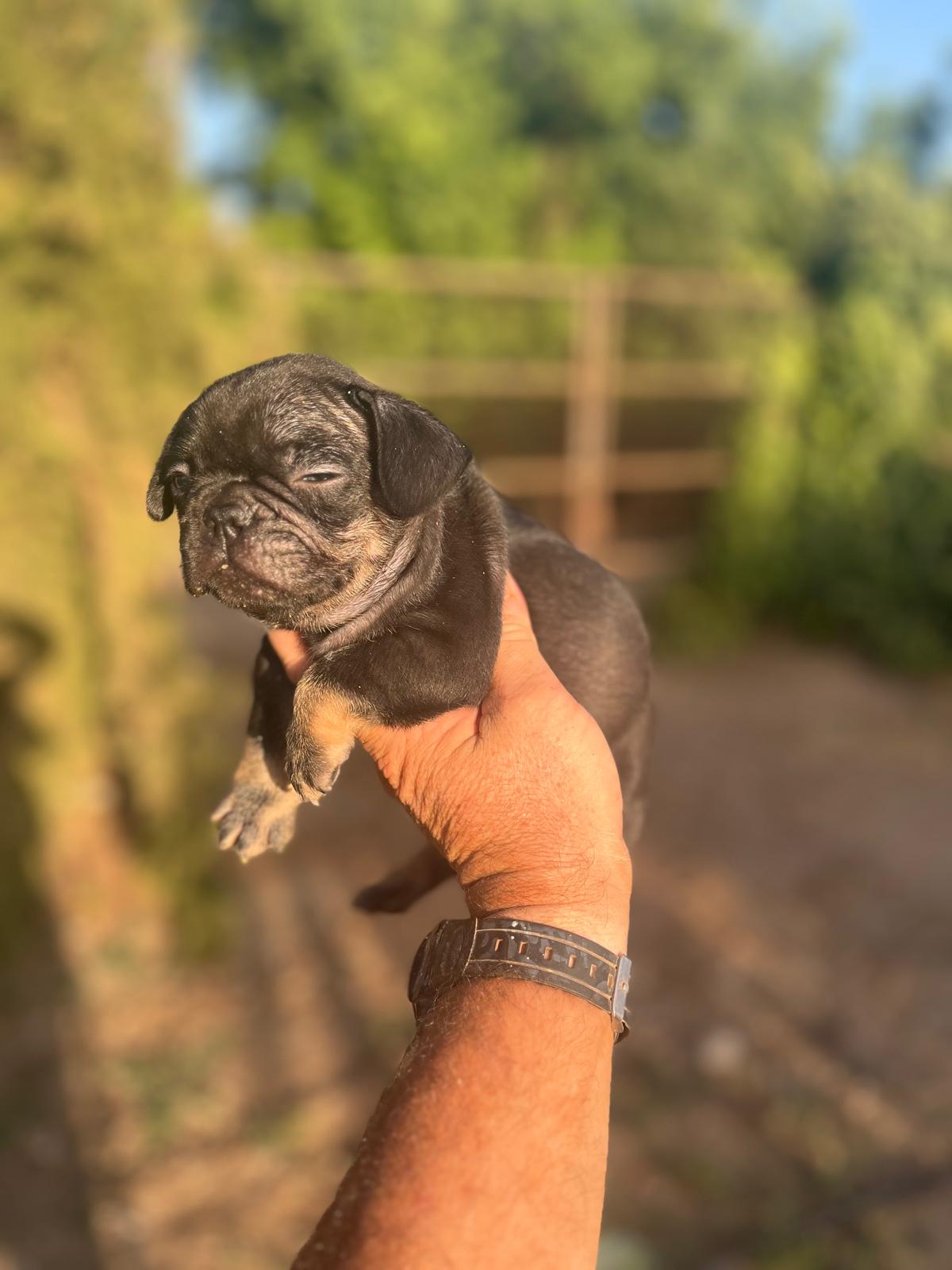 Bulldog Frances Black and Tan 2