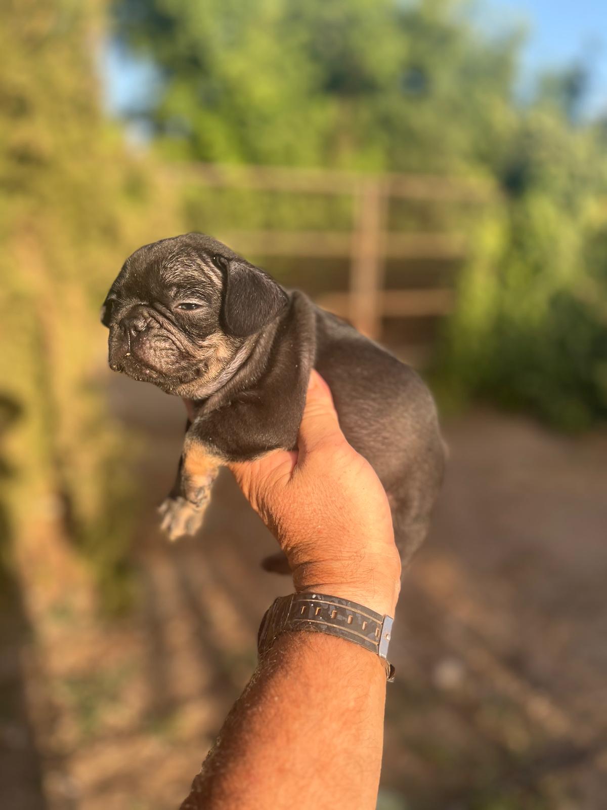 Bulldog Frances Black and Tan 3