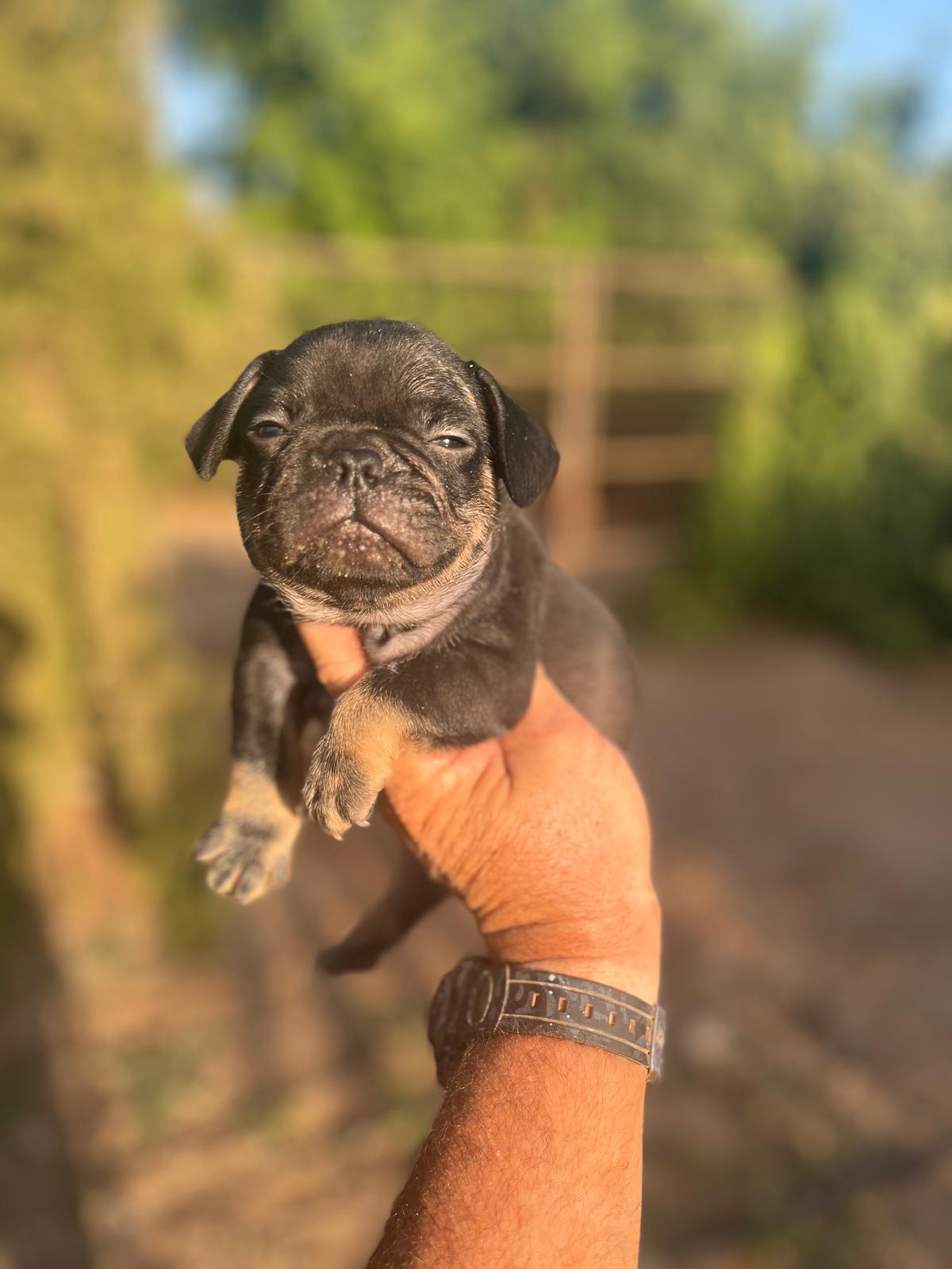 Bulldog Frances Black and Tan 4