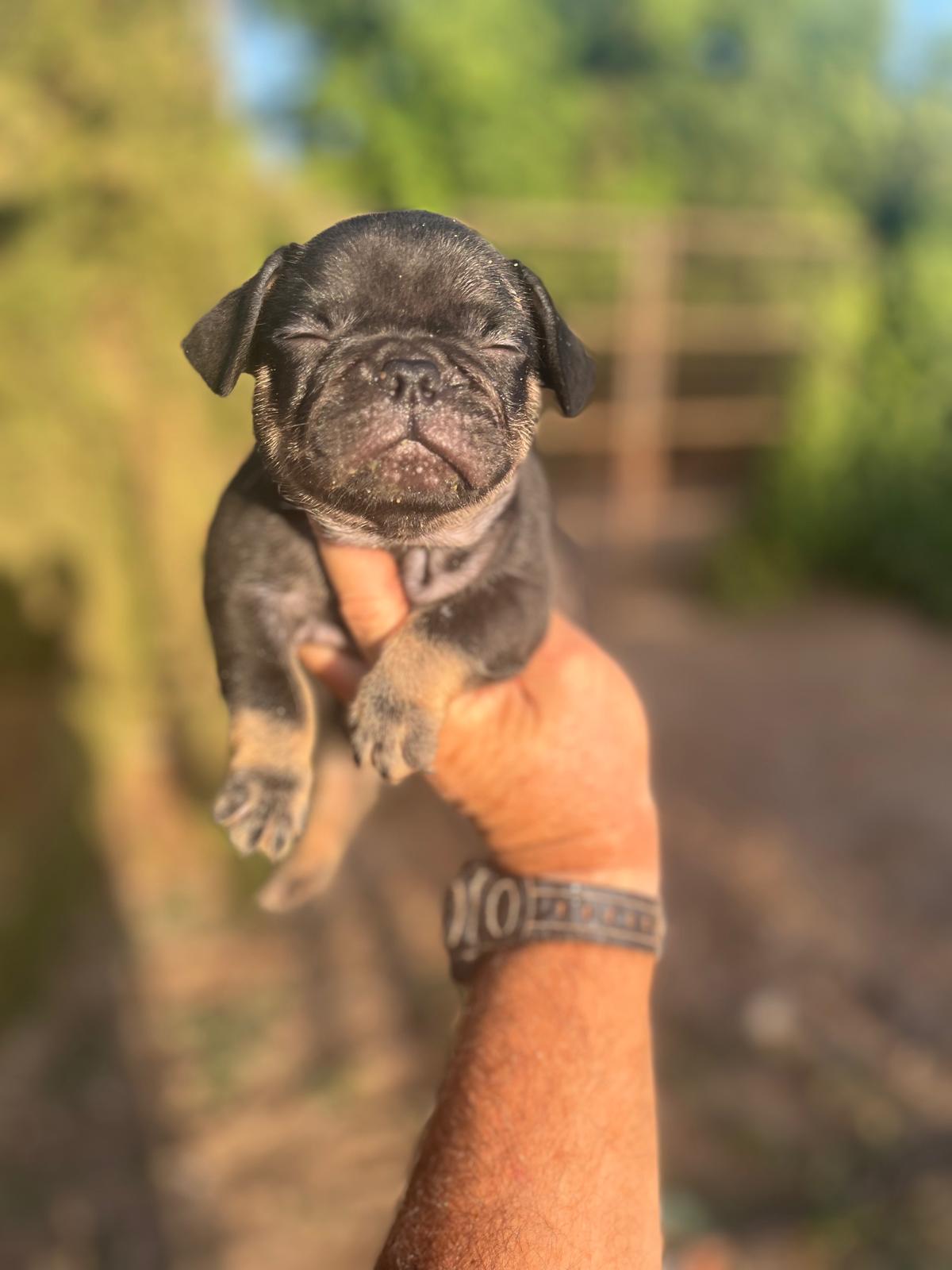 Bulldog Frances Black and Tan 5