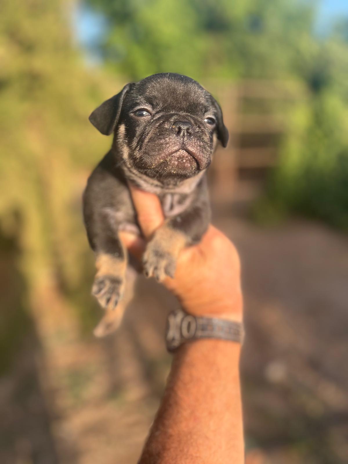 Bulldog Frances Black and Tan 6