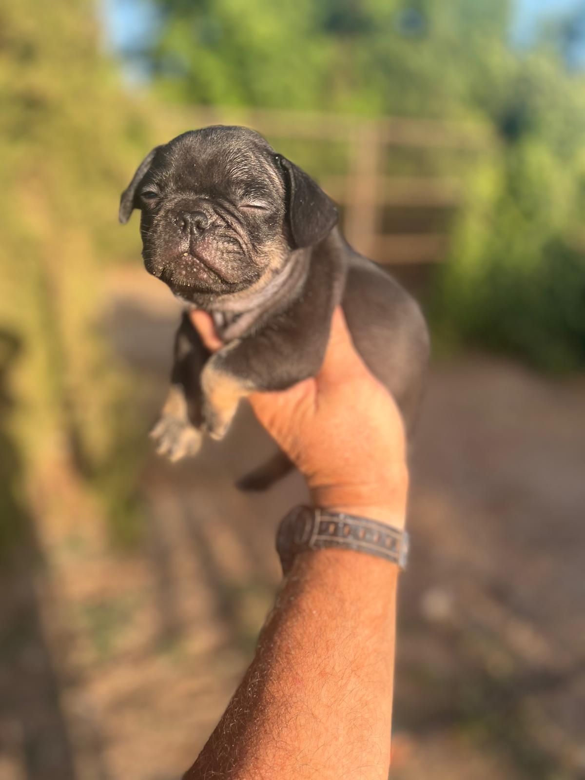 Bulldog Frances Black and Tan 7