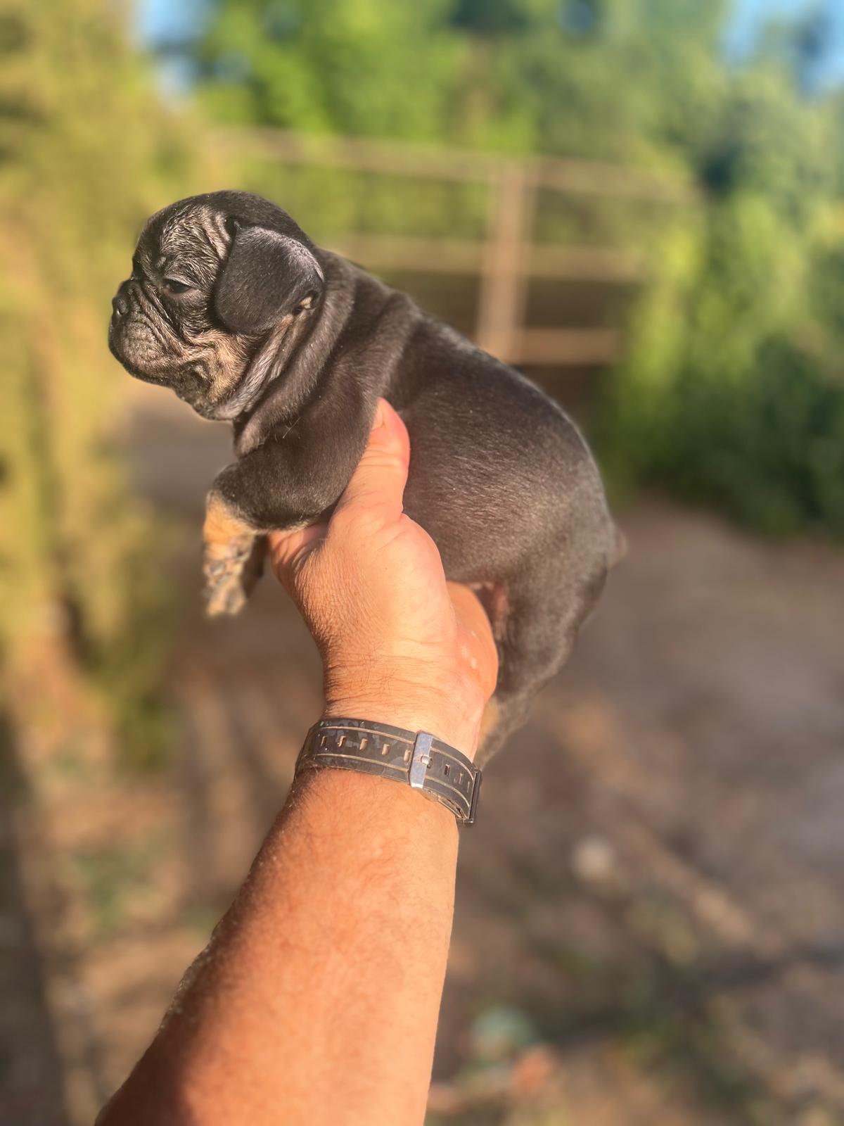 Bulldog Frances Black and Tan 8