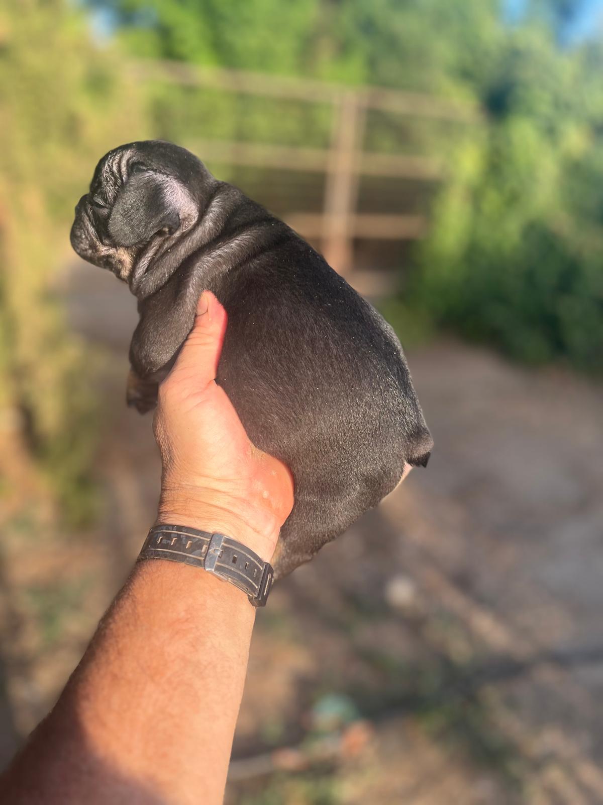 Bulldog Frances Black and Tan 9