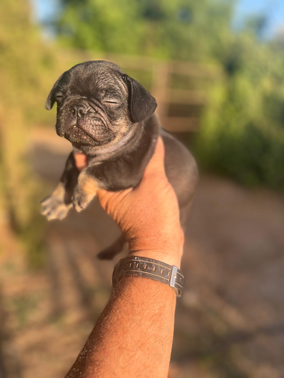 Bulldog Frances Black and Tan 10