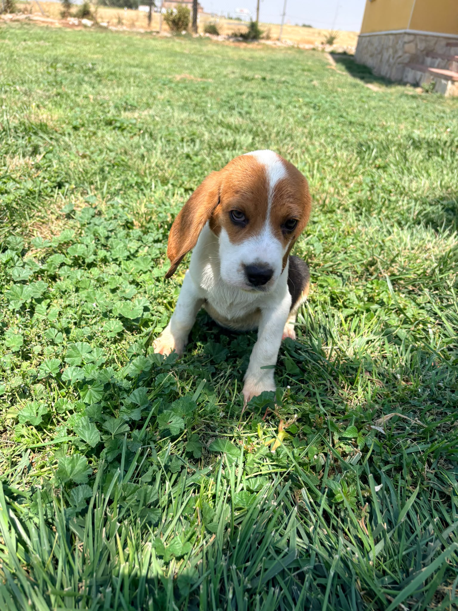 Cachorro Beagle
