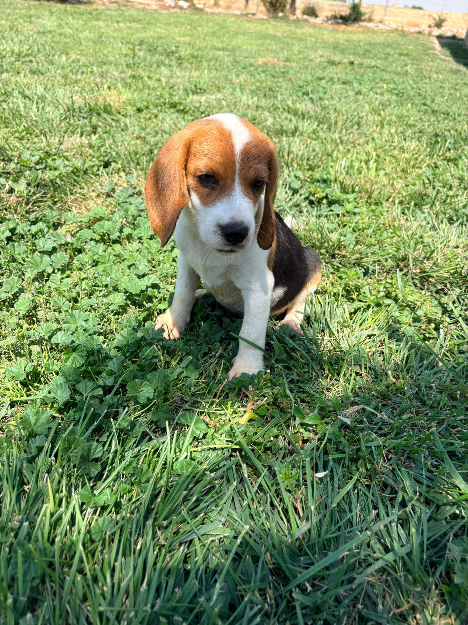 Cachorro Beagle 2