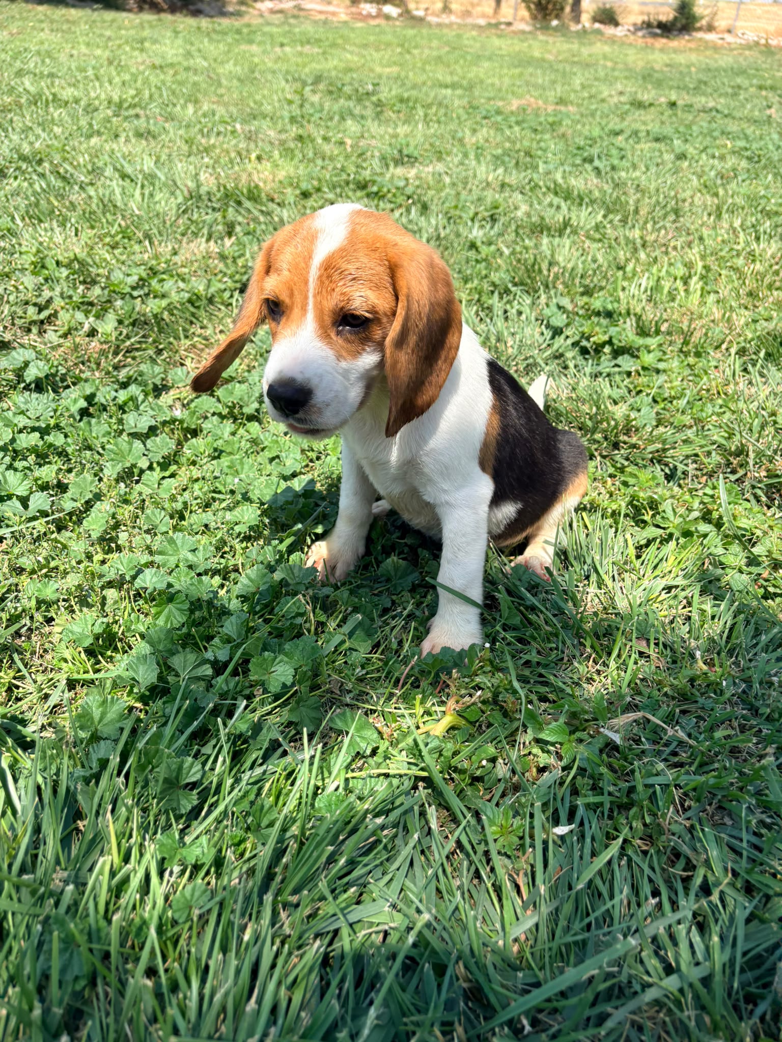 Cachorro Beagle 3