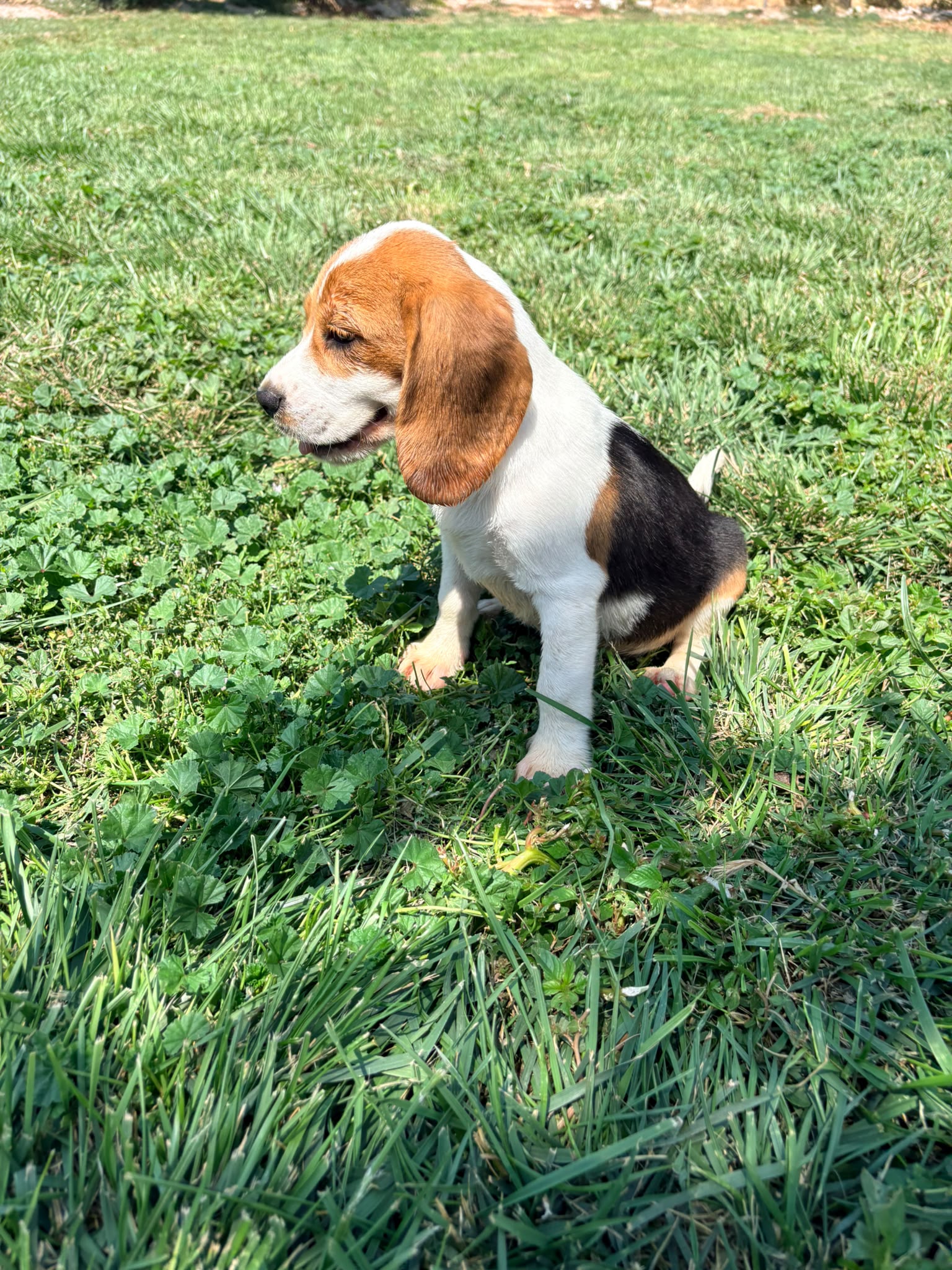 Cachorro Beagle 4