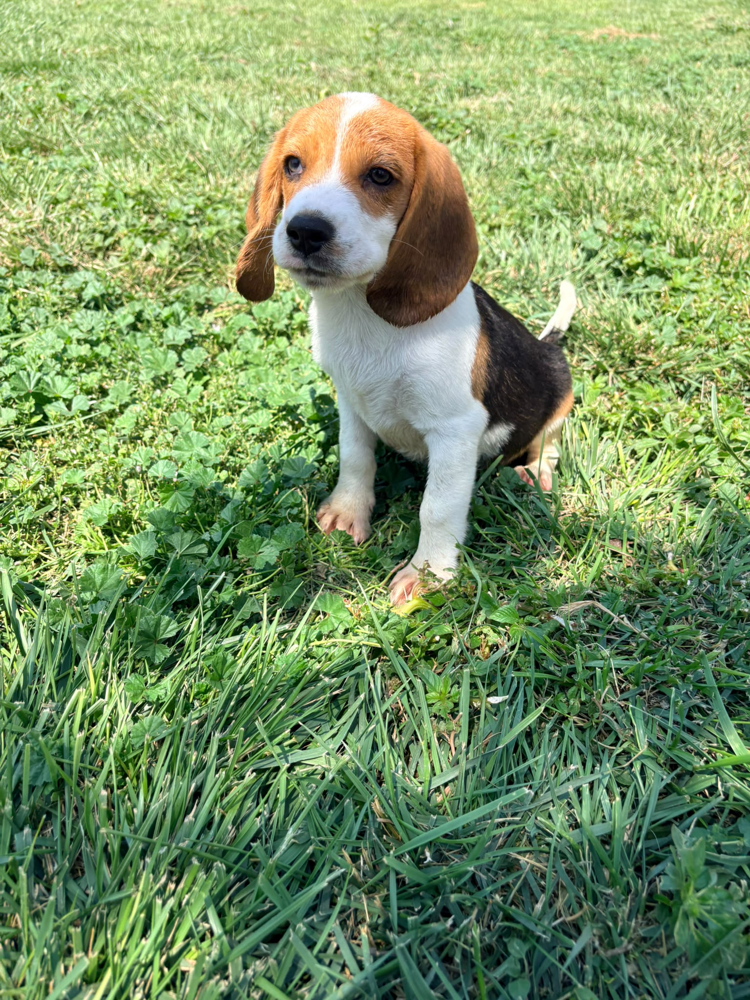 Cachorro Beagle 5