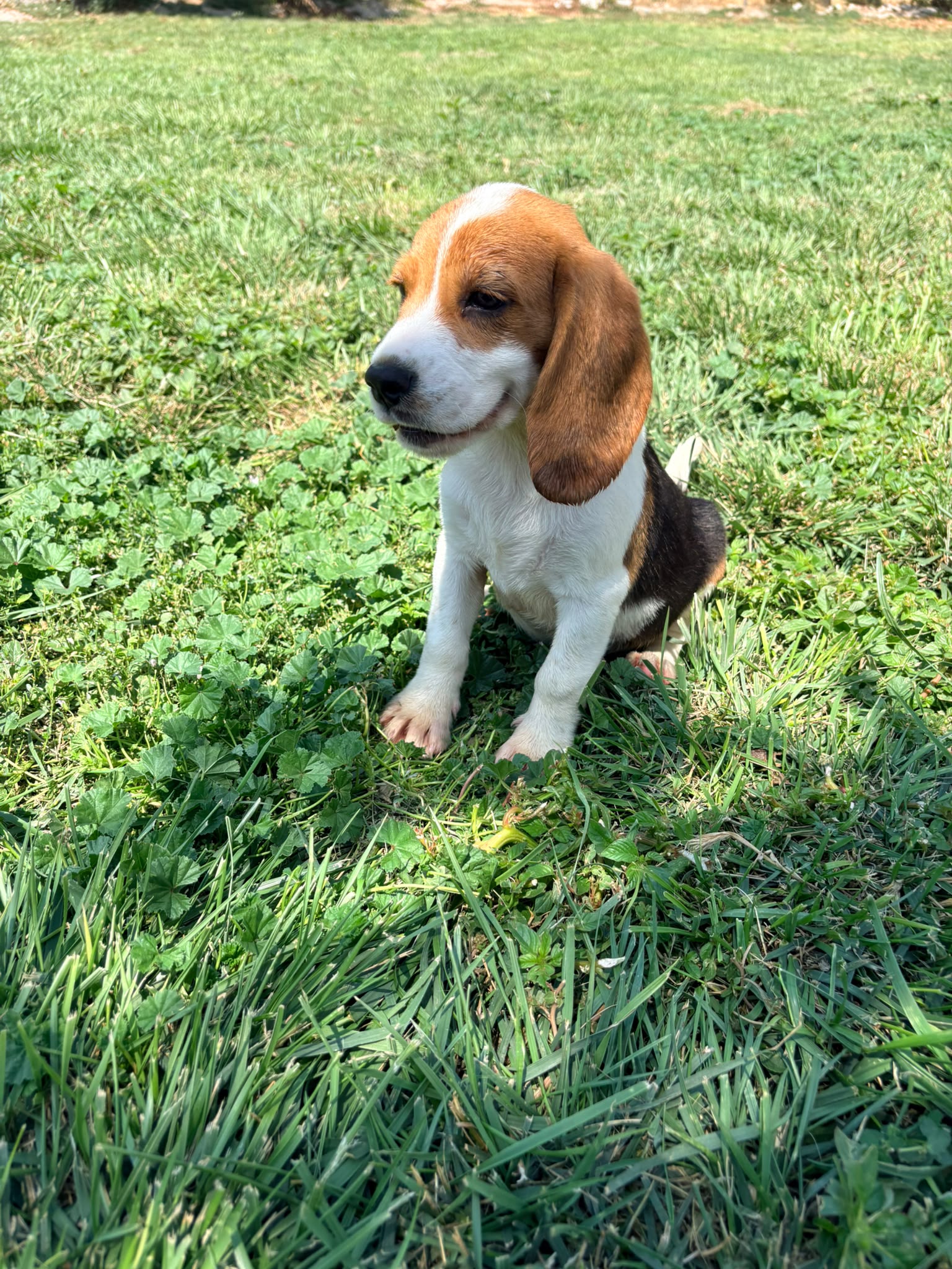 Cachorro Beagle 6