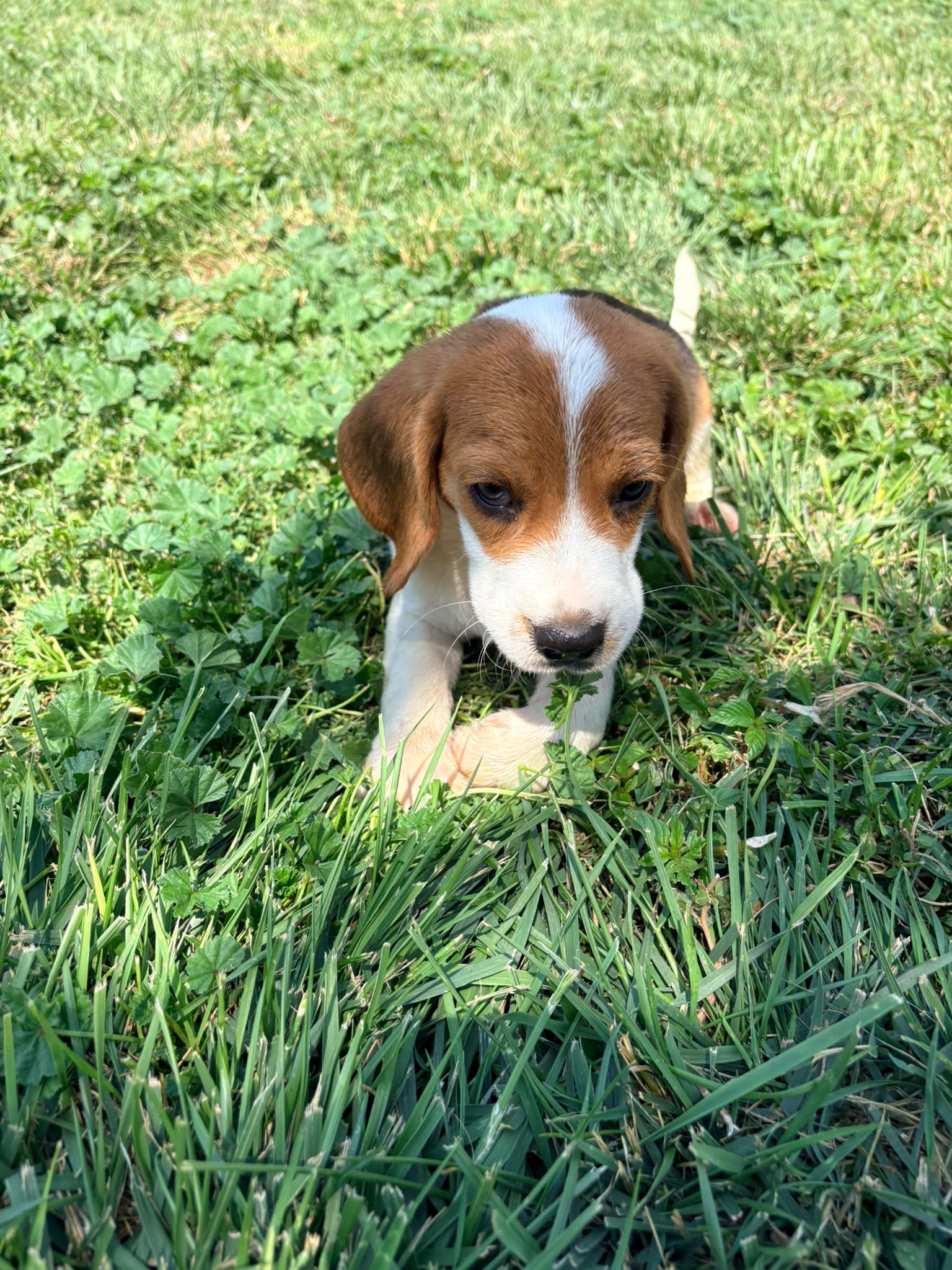 Cachorro Beagle 7