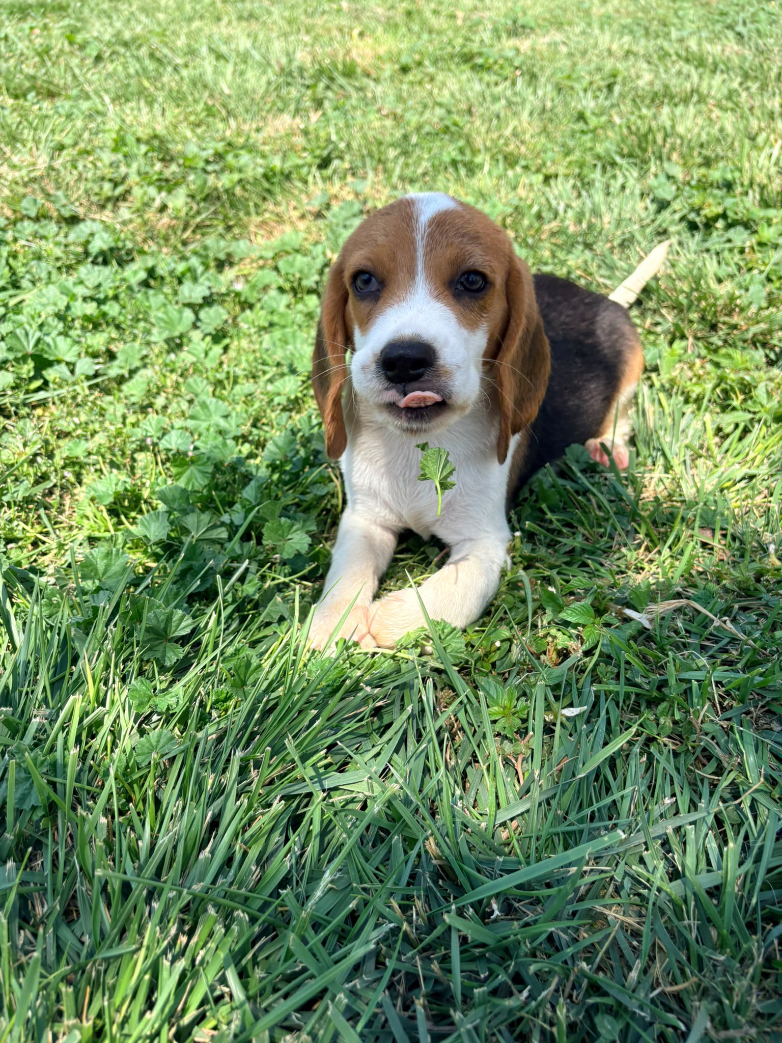 Cachorro Beagle 8