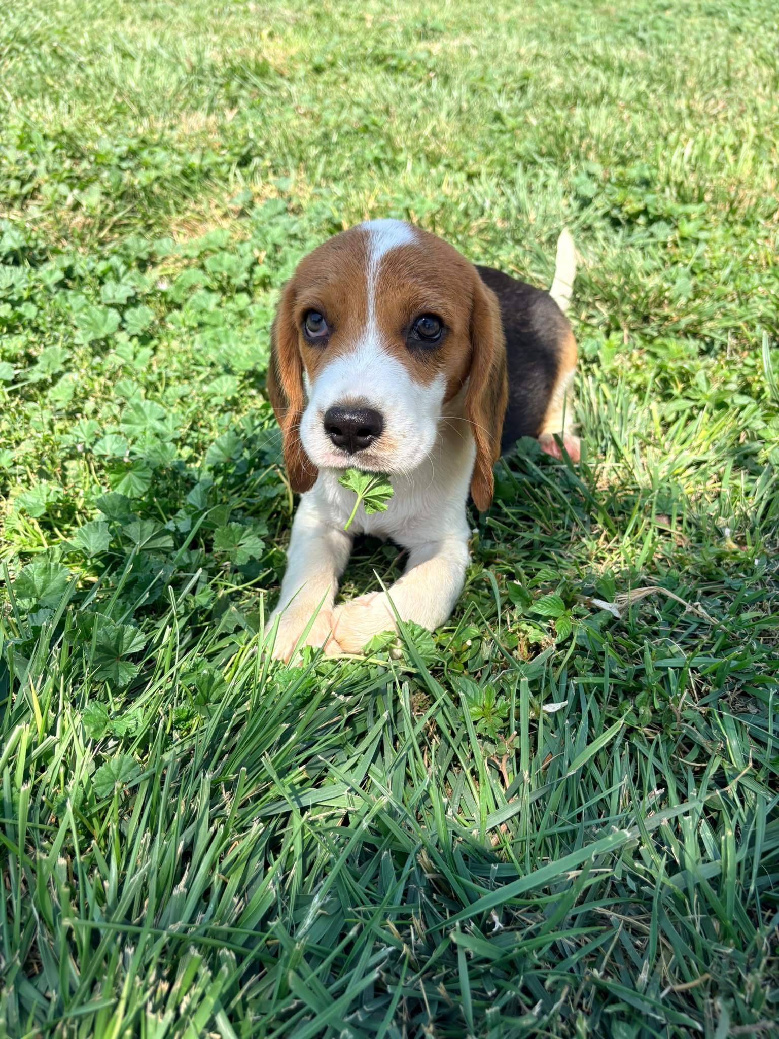 Cachorro Beagle 9