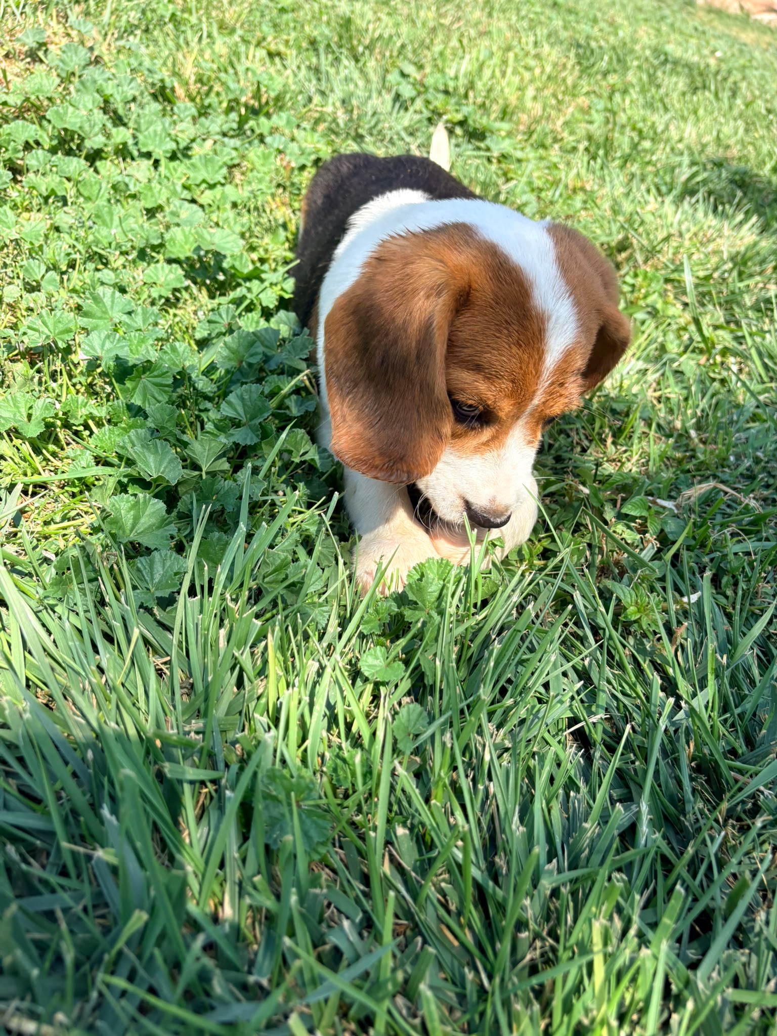 Cachorro Beagle 10