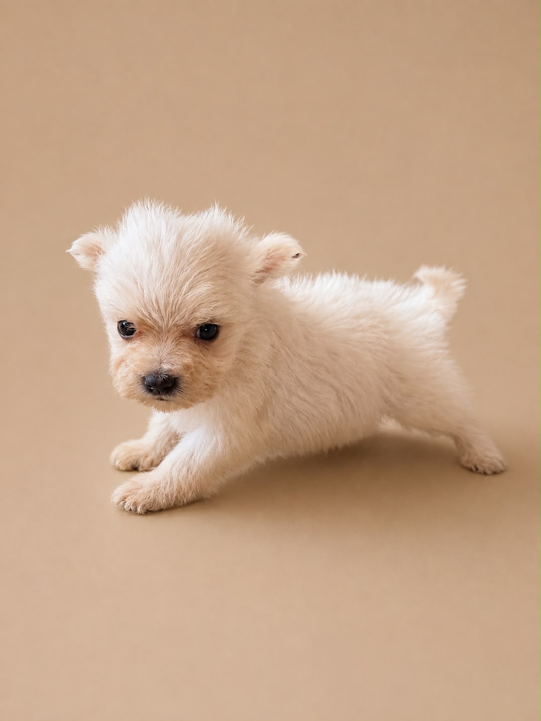 Cachorro macho de Bichon Maltes 2