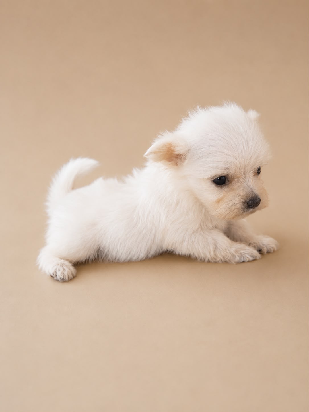 Cachorro macho de Bichon Maltes 3