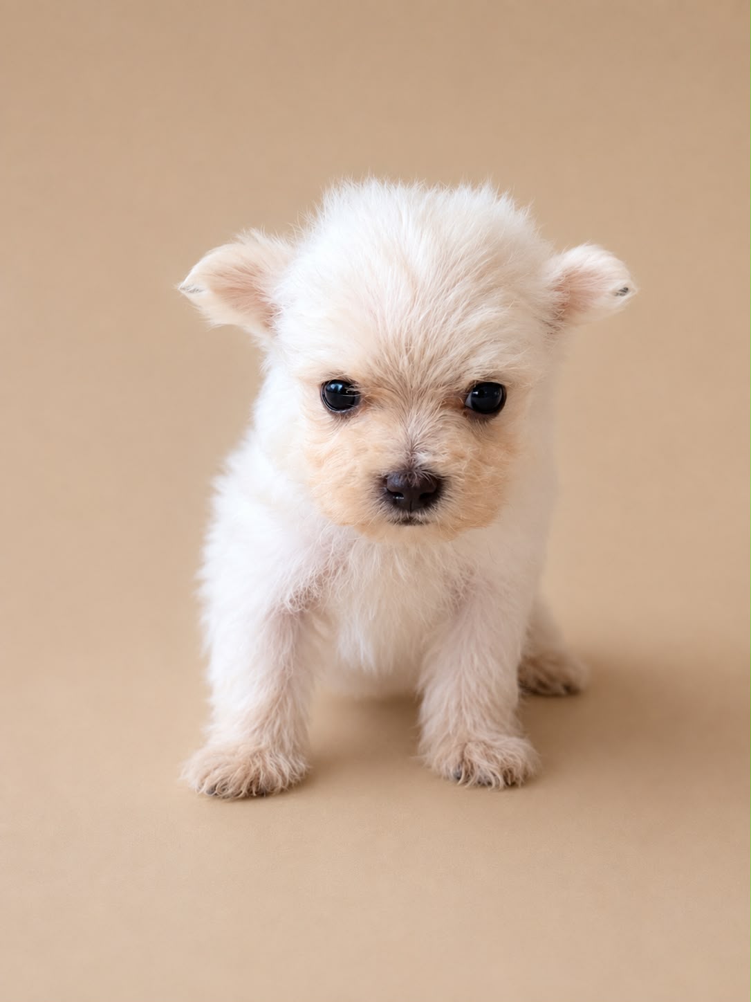 Cachorro macho de Bichon Maltes 4