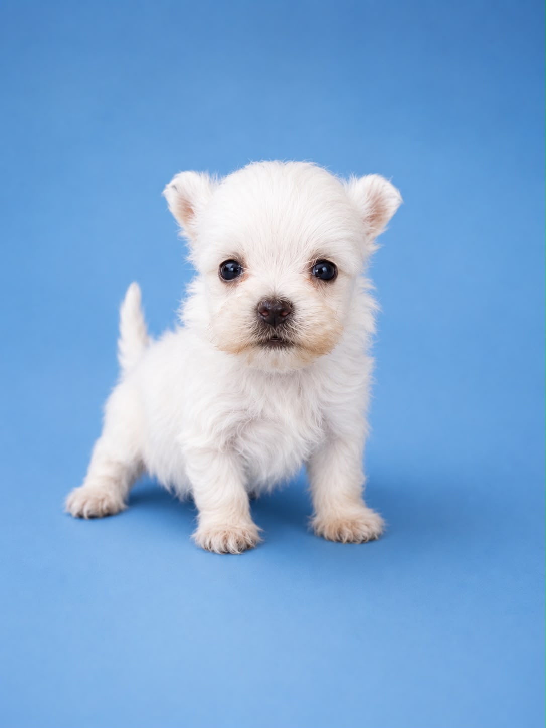 Cachorro macho de Bichon Maltes 5