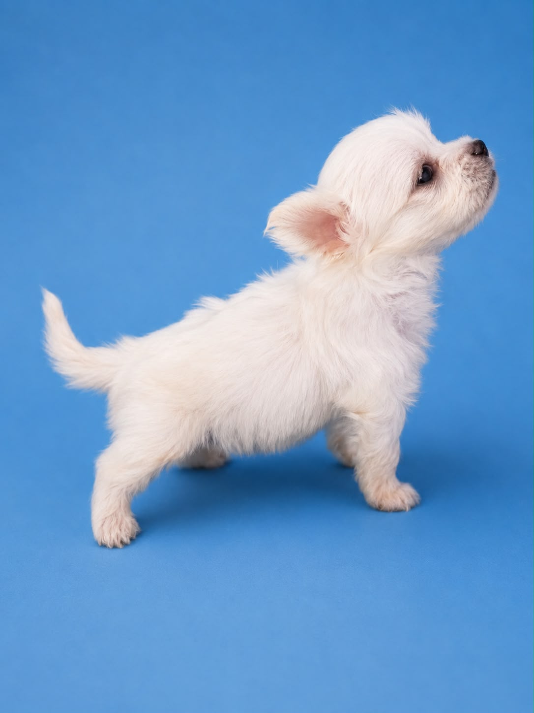 Cachorro macho de Bichon Maltes 6