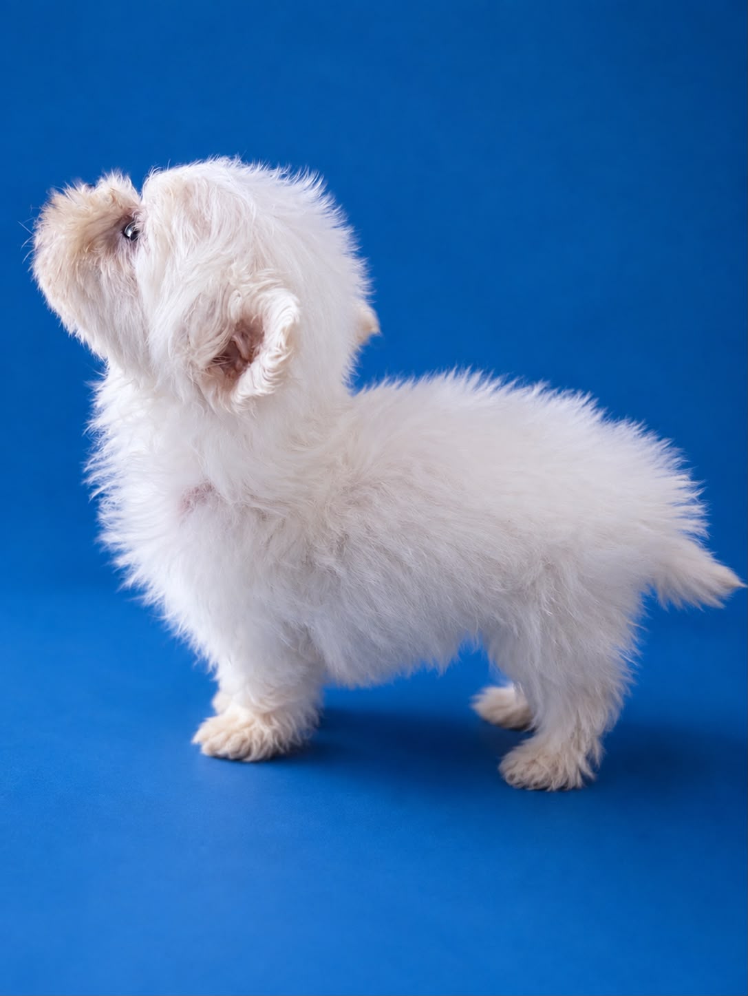 Cachorro macho de Bichon Maltes 7