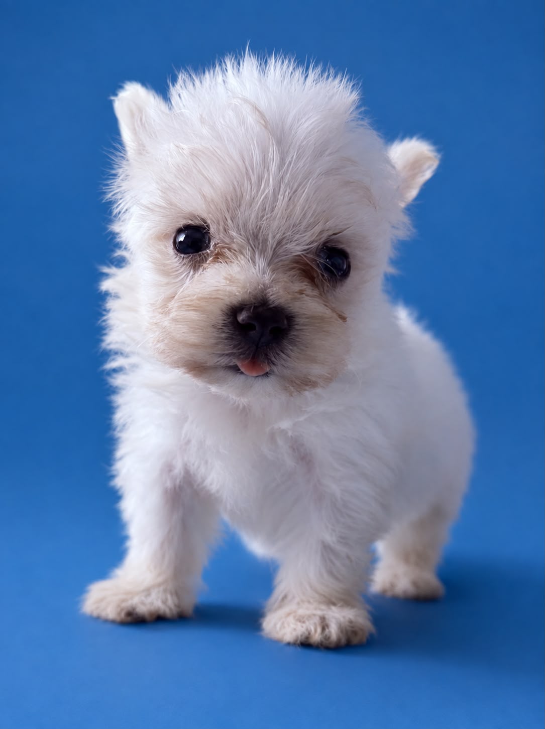 Cachorro macho de Bichon Maltes 8
