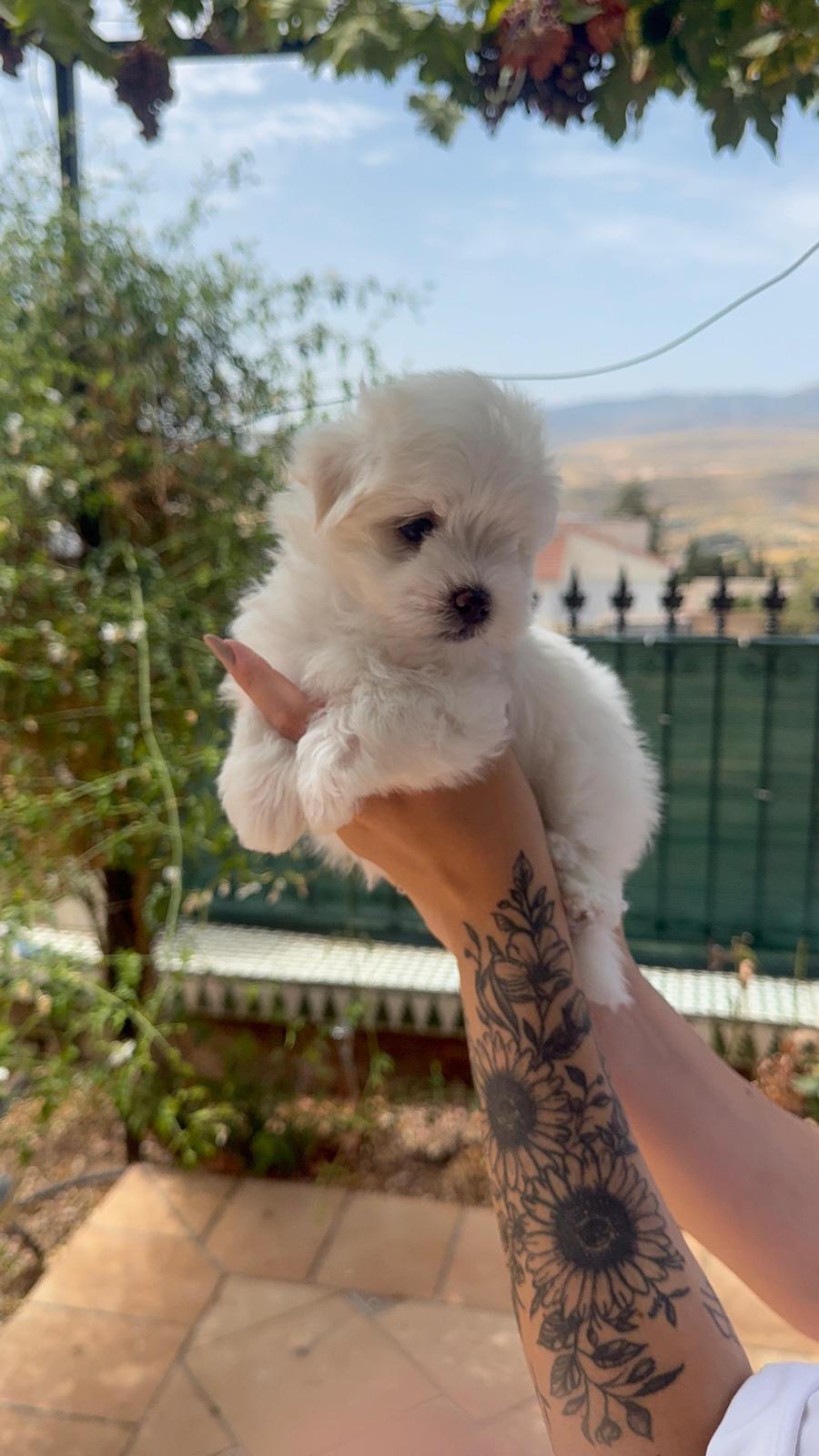 Macho Bichon Maltes linea coreana toy  2