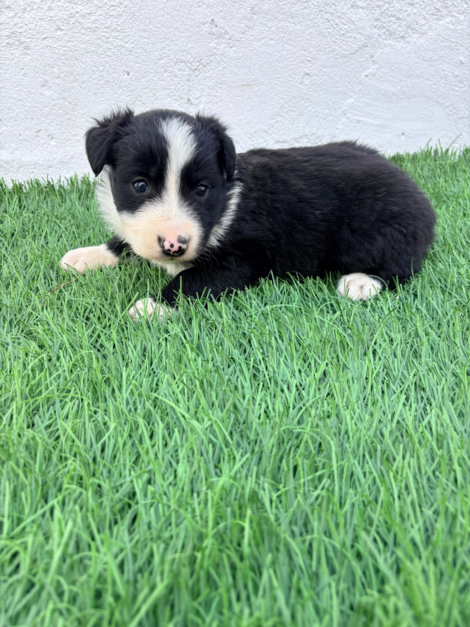 Cachorro de Border Collie hembra  2