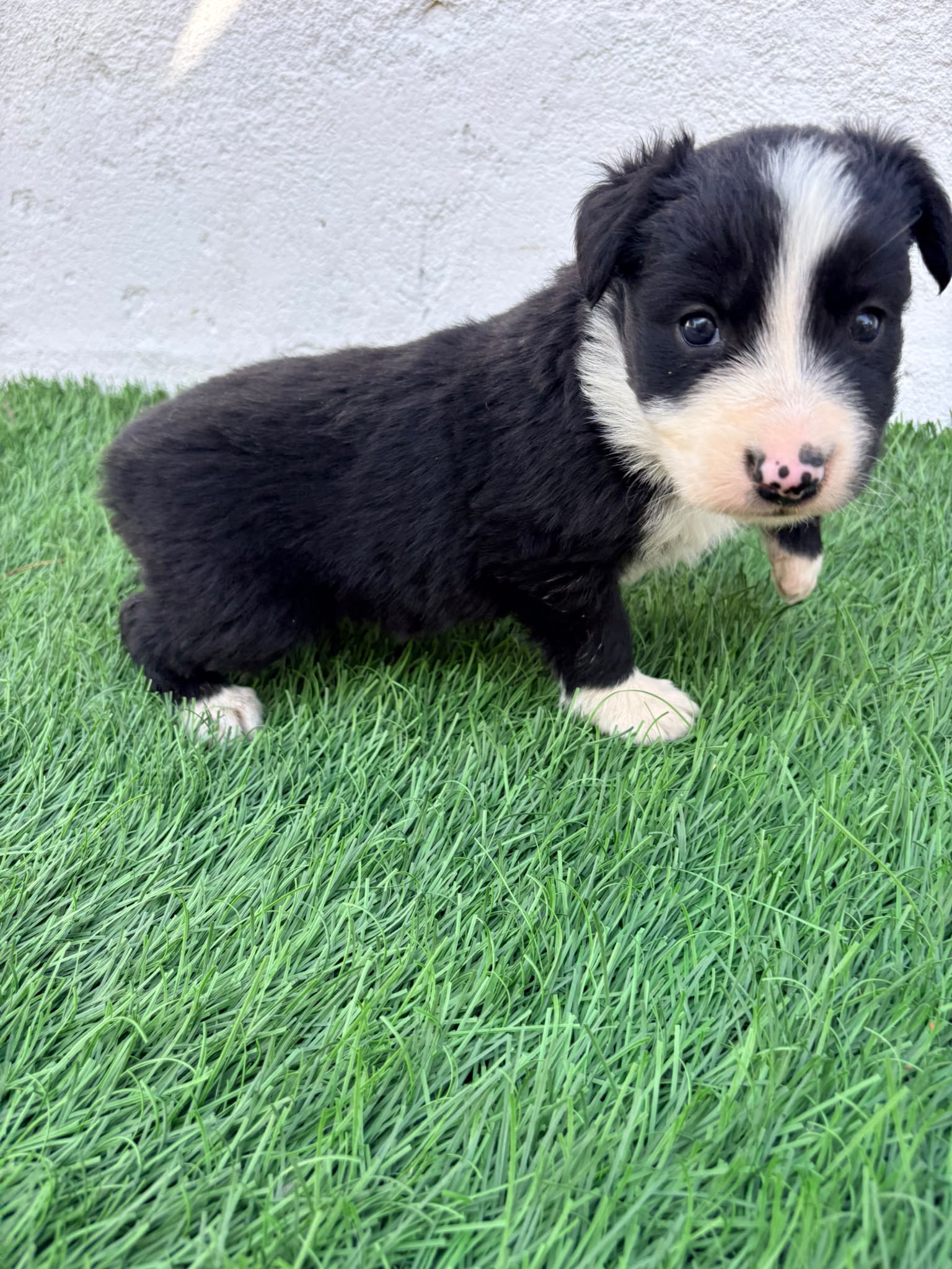 Cachorro de Border Collie hembra  3