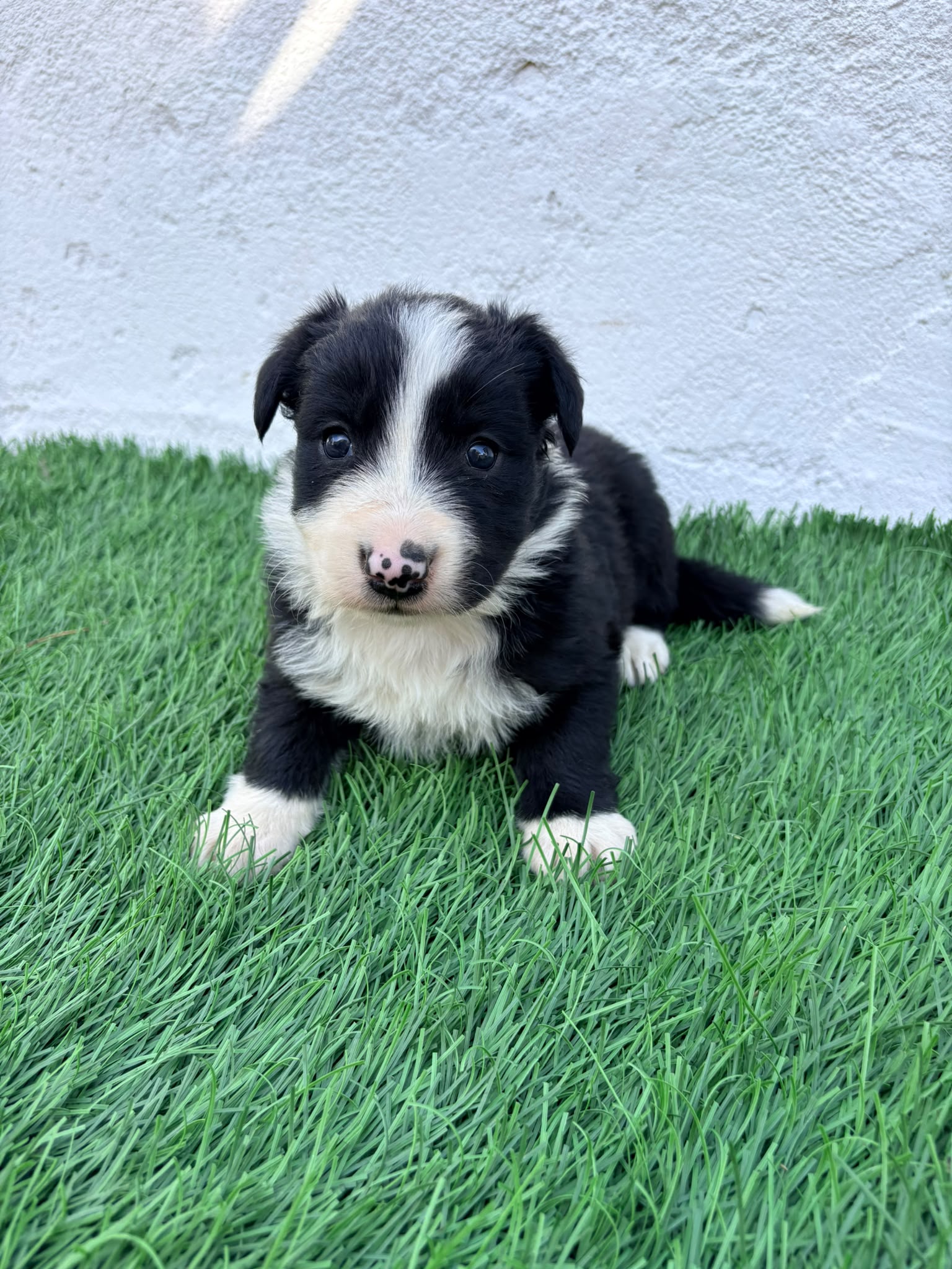 Cachorro de Border Collie hembra  4