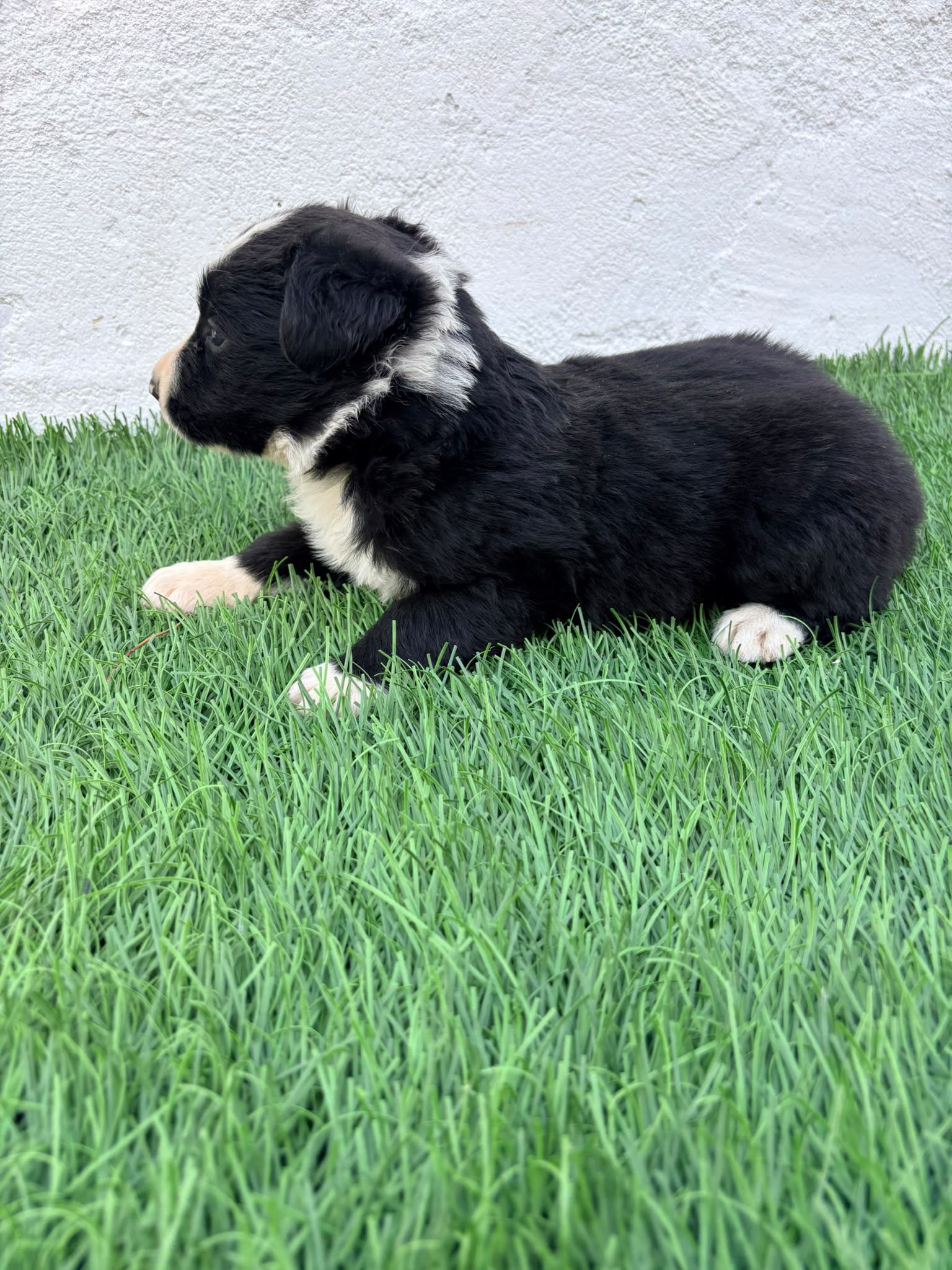 Cachorro de Border Collie hembra  5
