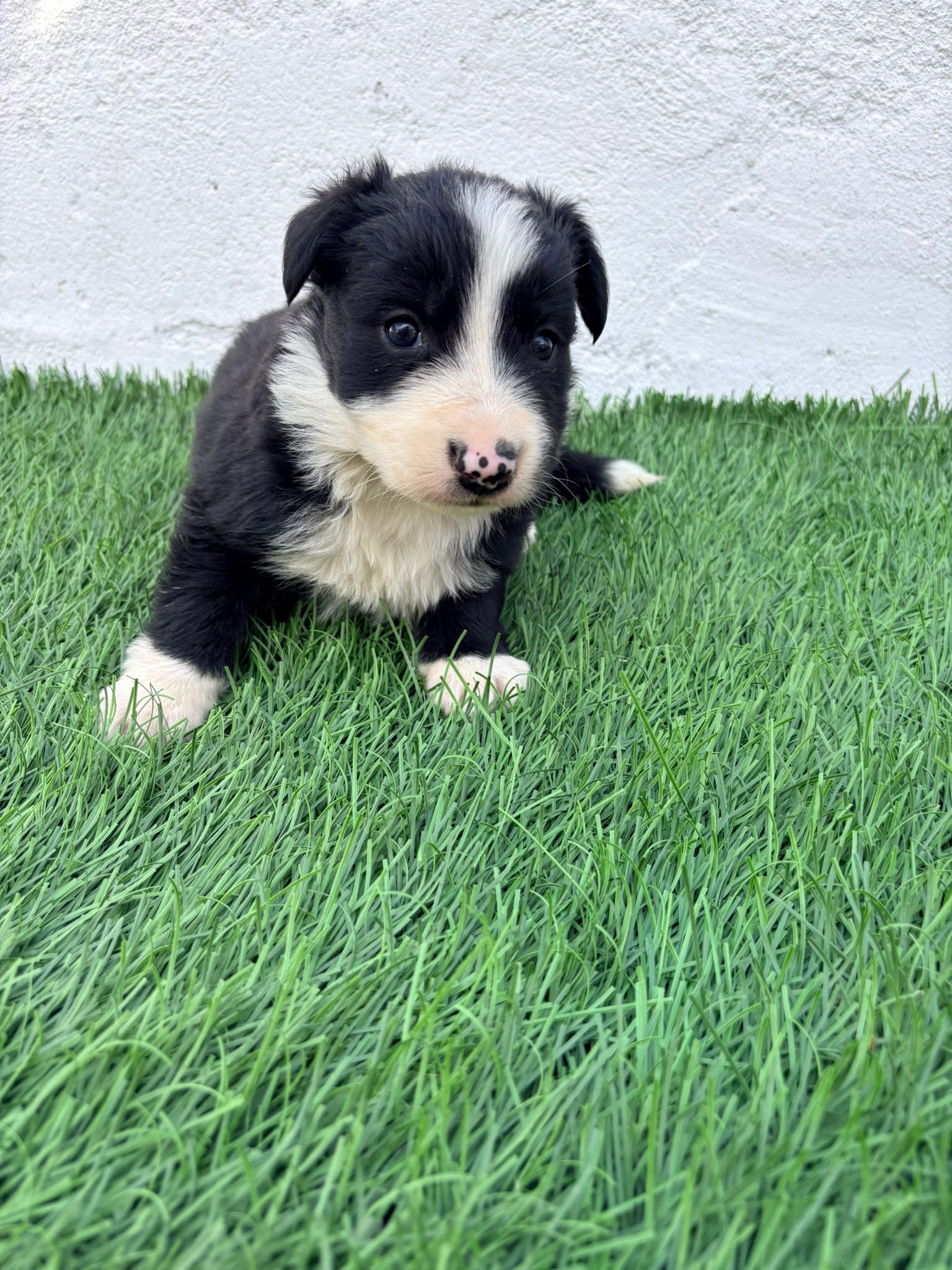 Cachorro de Border Collie hembra  6
