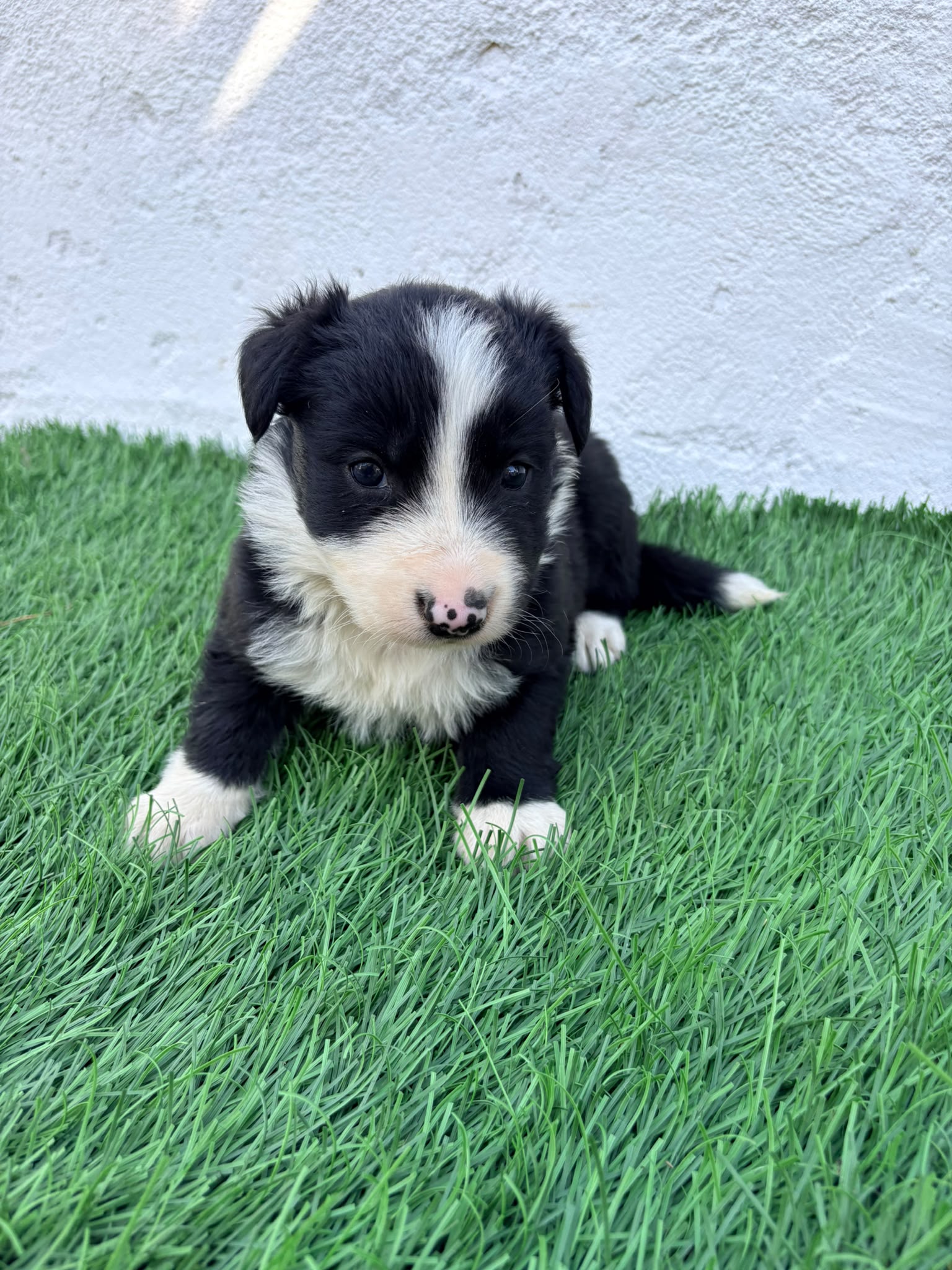 Cachorro de Border Collie hembra  7