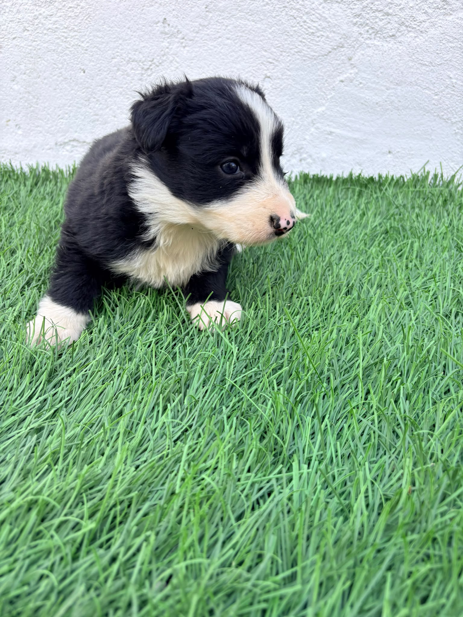 Cachorro de Border Collie hembra  8