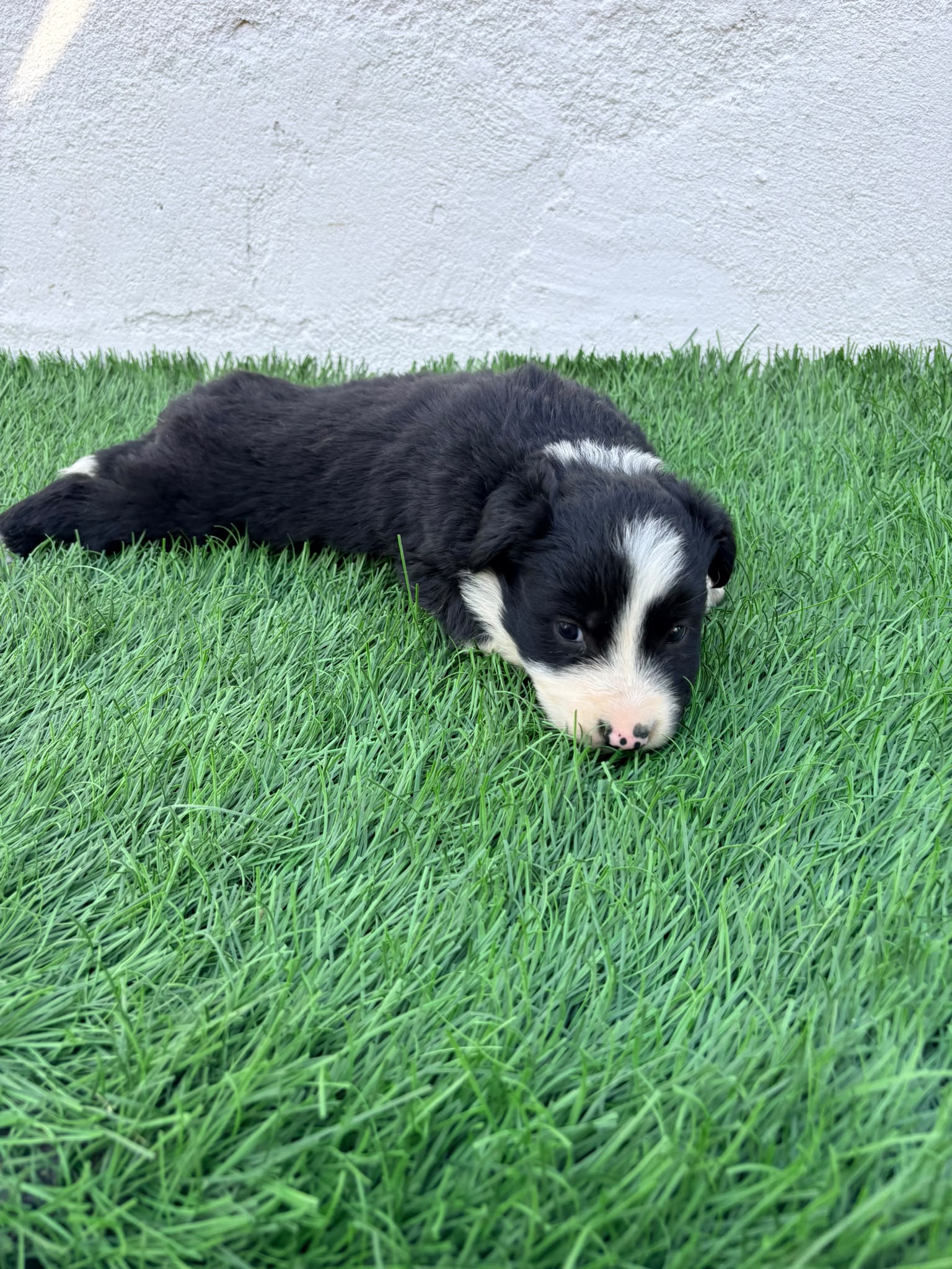 Cachorro de Border Collie hembra  9