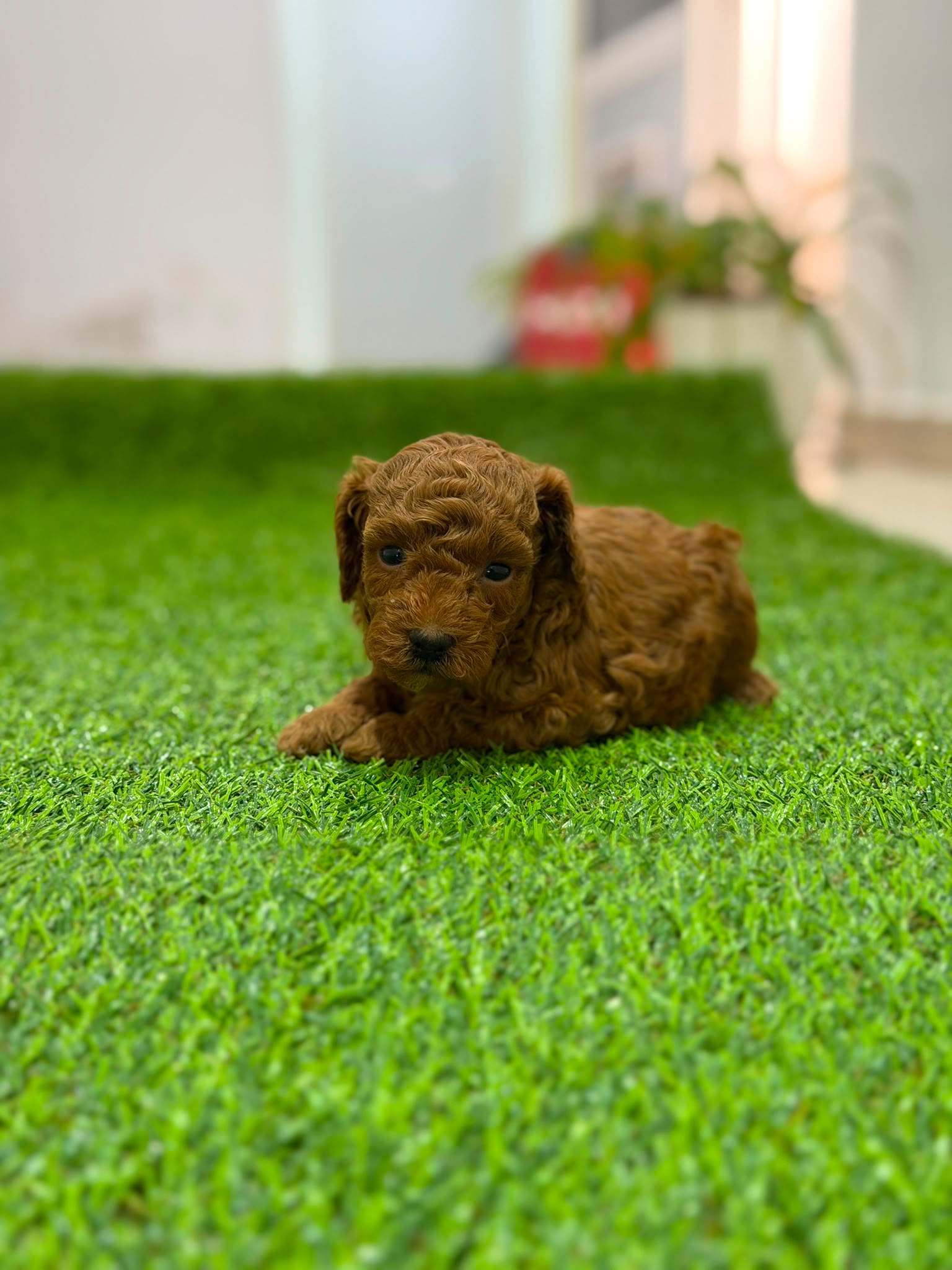 Cachorro de Caniche toy 
