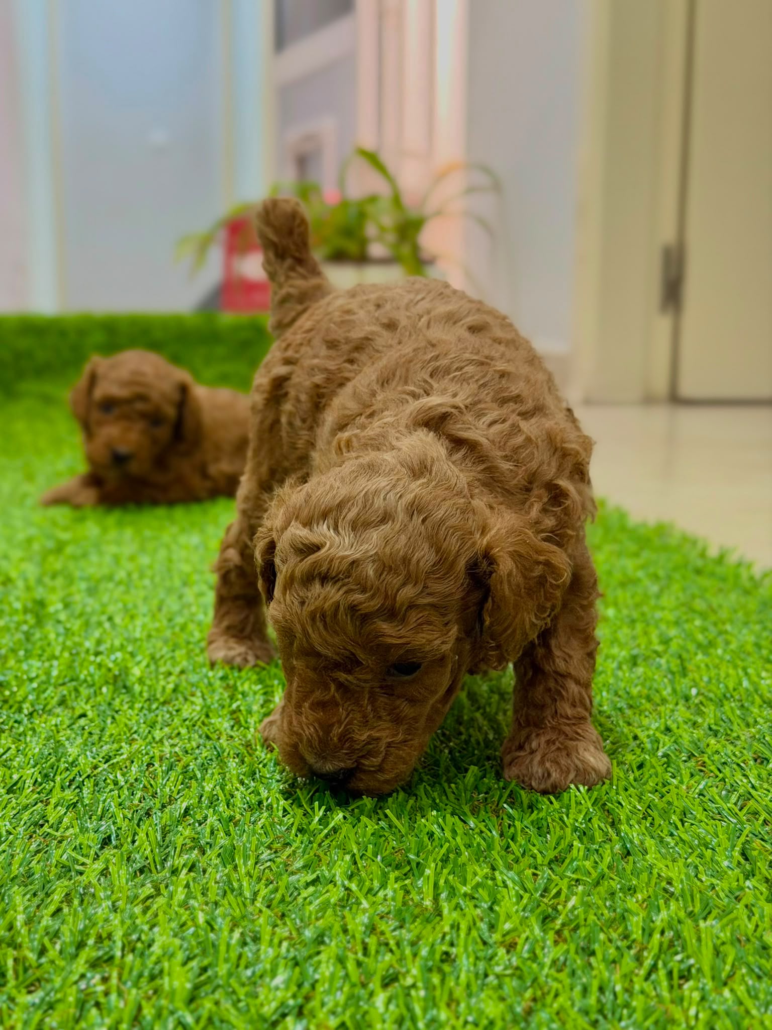 Cachorro de Caniche toy  2