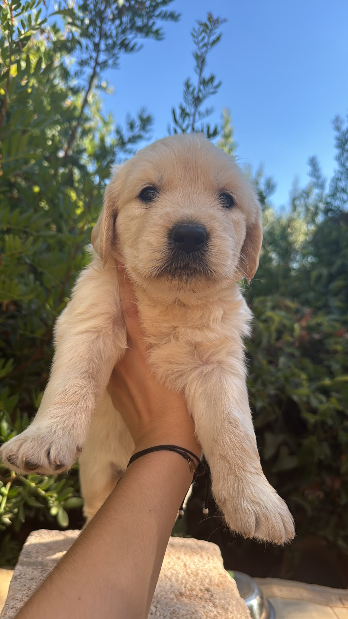 Cachorros de Golden Retriever  2