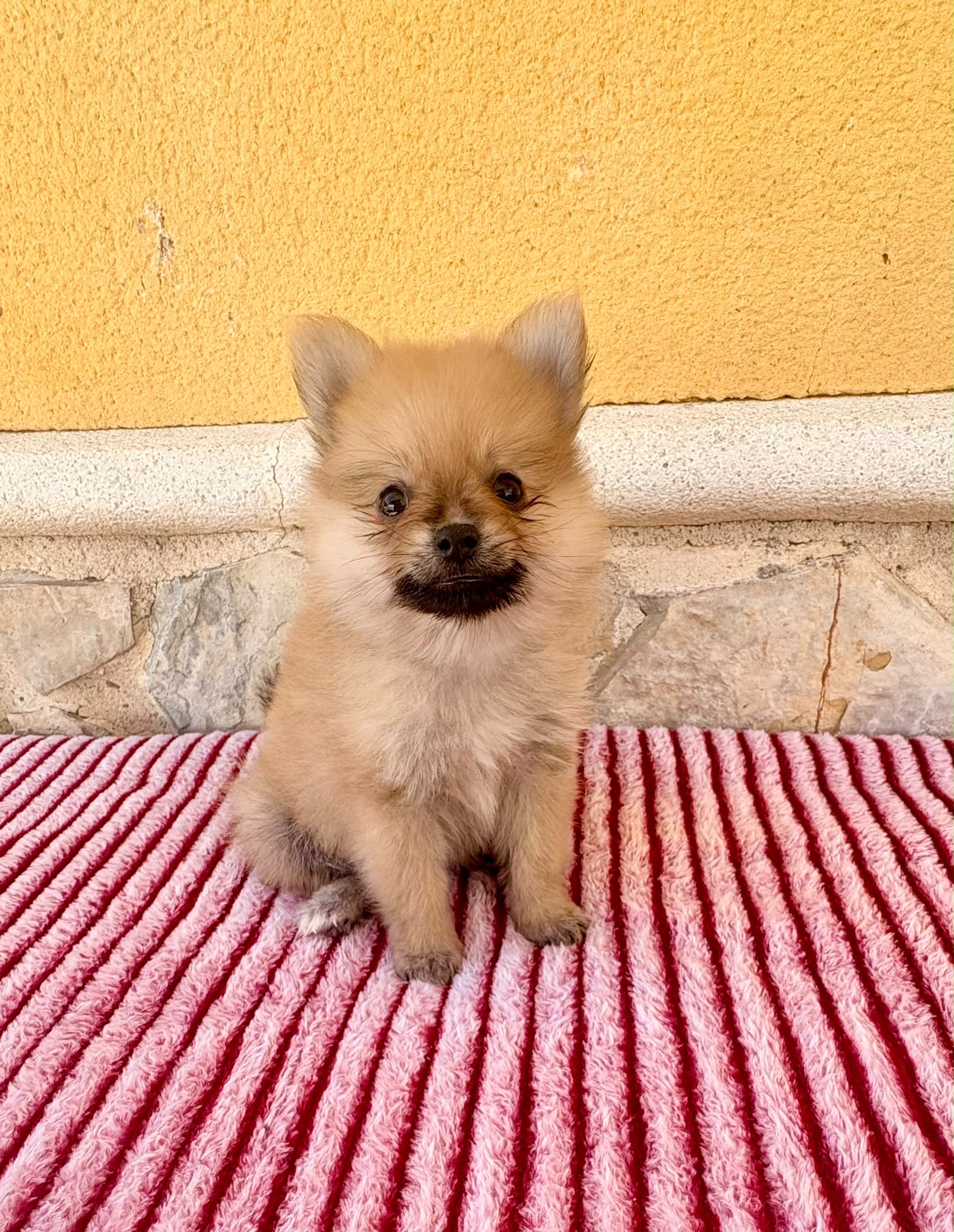 Cachorro de Pomerania toy hembra