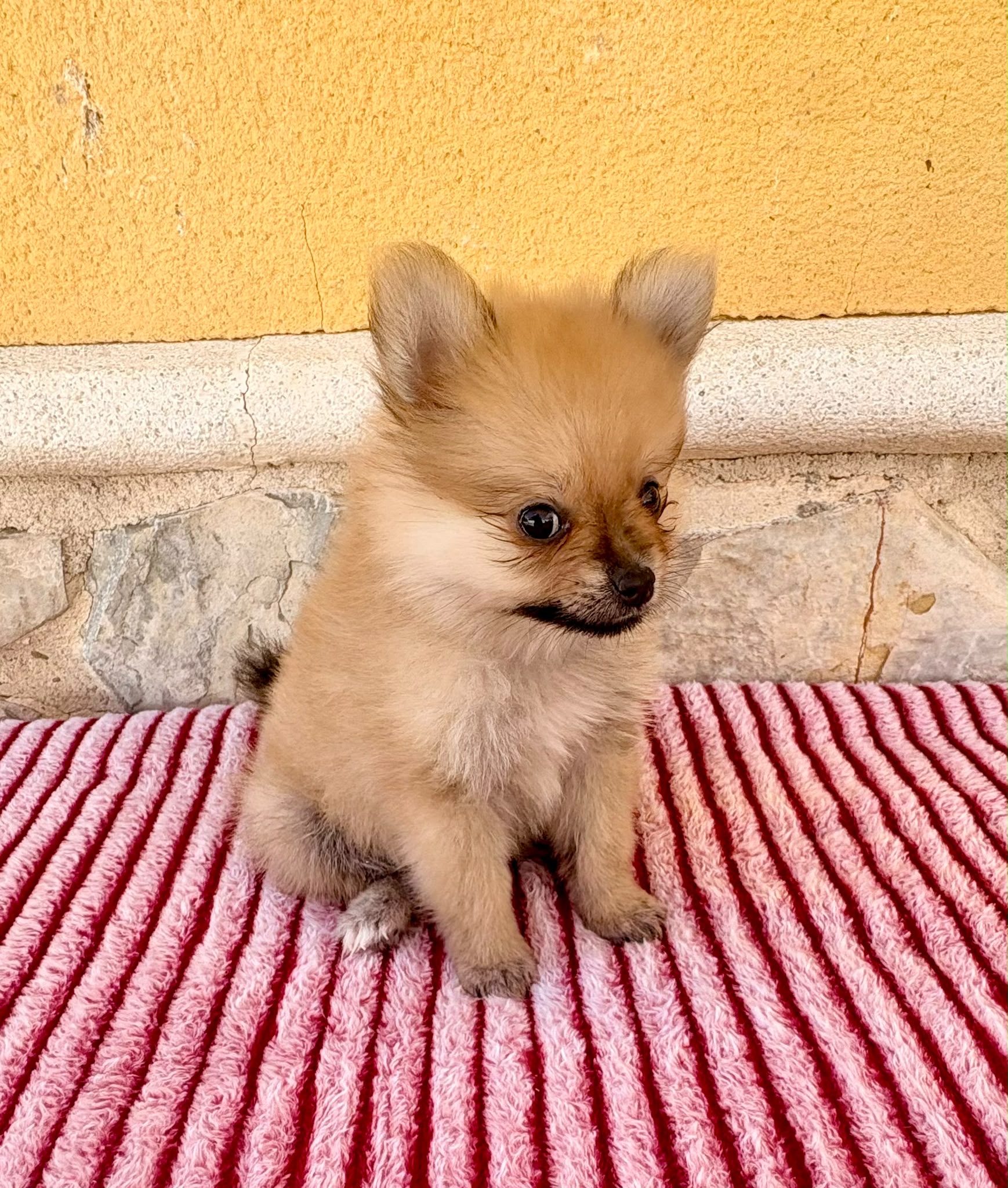 Cachorro de Pomerania toy hembra 2