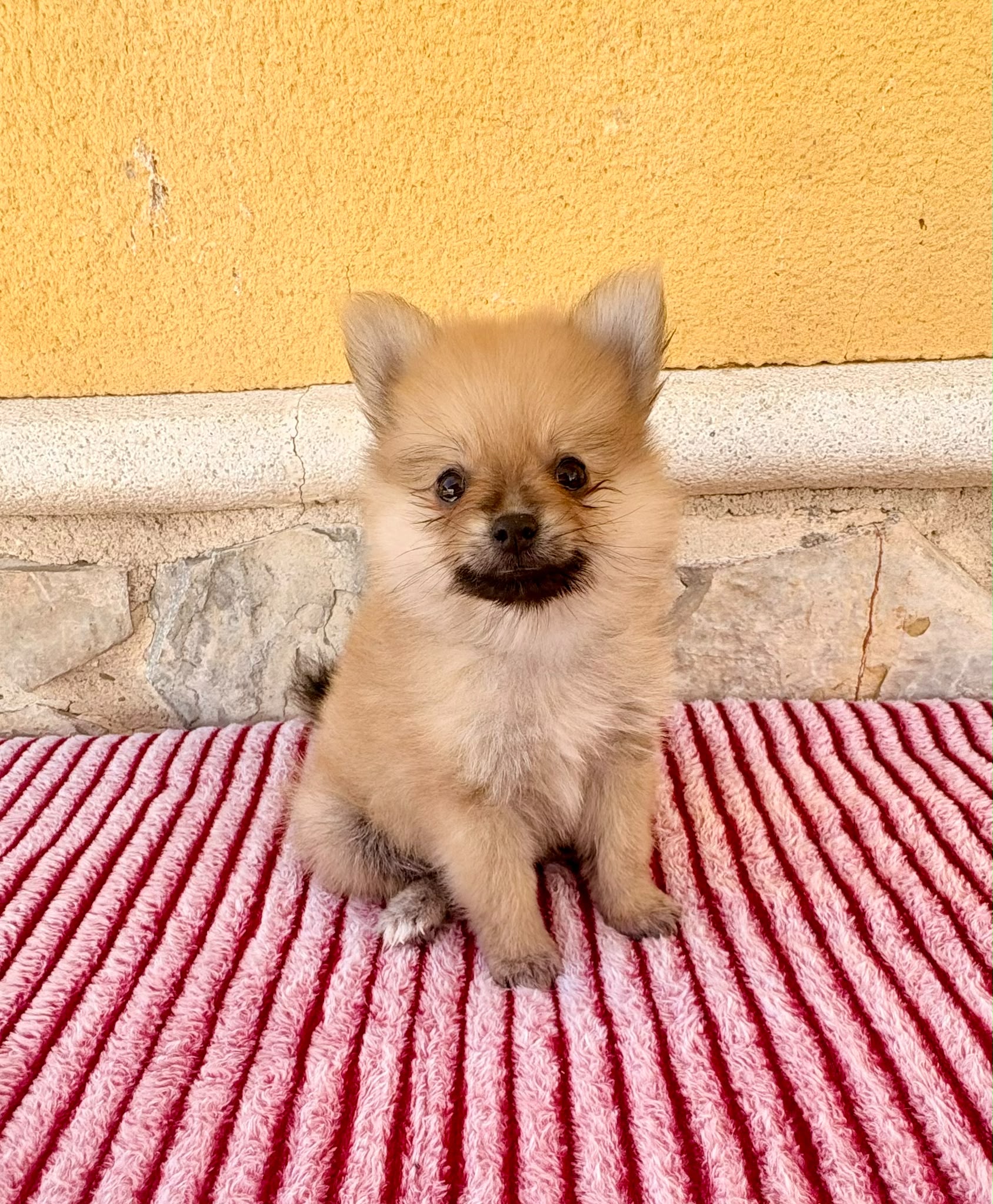 Cachorro de Pomerania toy hembra 3